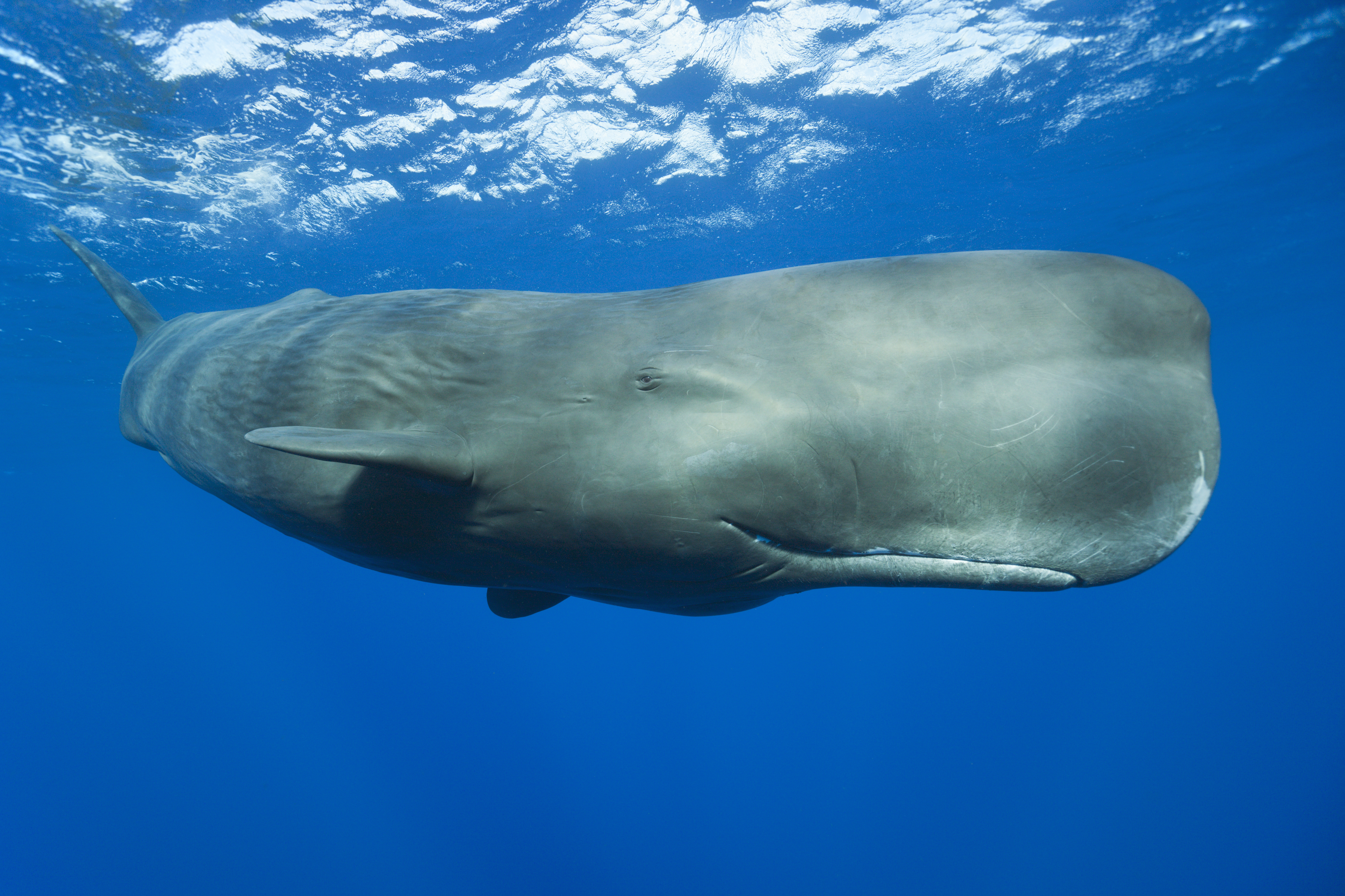 A sperm whale (Physeter macrocephalus), Caribbean Sea, Dominica [Getty Images]