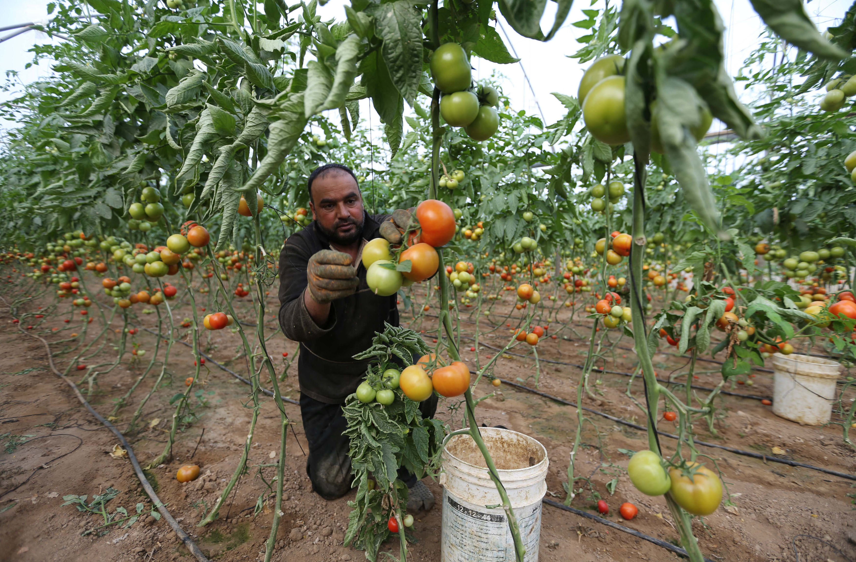 A Palestinian farmer picks tomatoes to be exported into Israel, on a farm in Deir El-Balah in the central Gaza Strip March 11, 2015. Israel imported its first fruit and vegetables from the Gaza Strip in almost eight years on Thursday, in a partial easing of an economic blockade maintained since the Islamist group Hamas seized control of the Palestinian territory. Twenty-seven tonnes of tomatoes and five tonnes of eggplants were trucked across the border under an Israeli plan to bring in around 1,200 tonnes of produce a month. The Palestinians welcomed the move, though the scale fell short of the some 3,300 tonnes they said they had previously exported to Israel monthly. Pictures taken March 11, 2015. REUTERS/Ibraheem Abu Mustafa