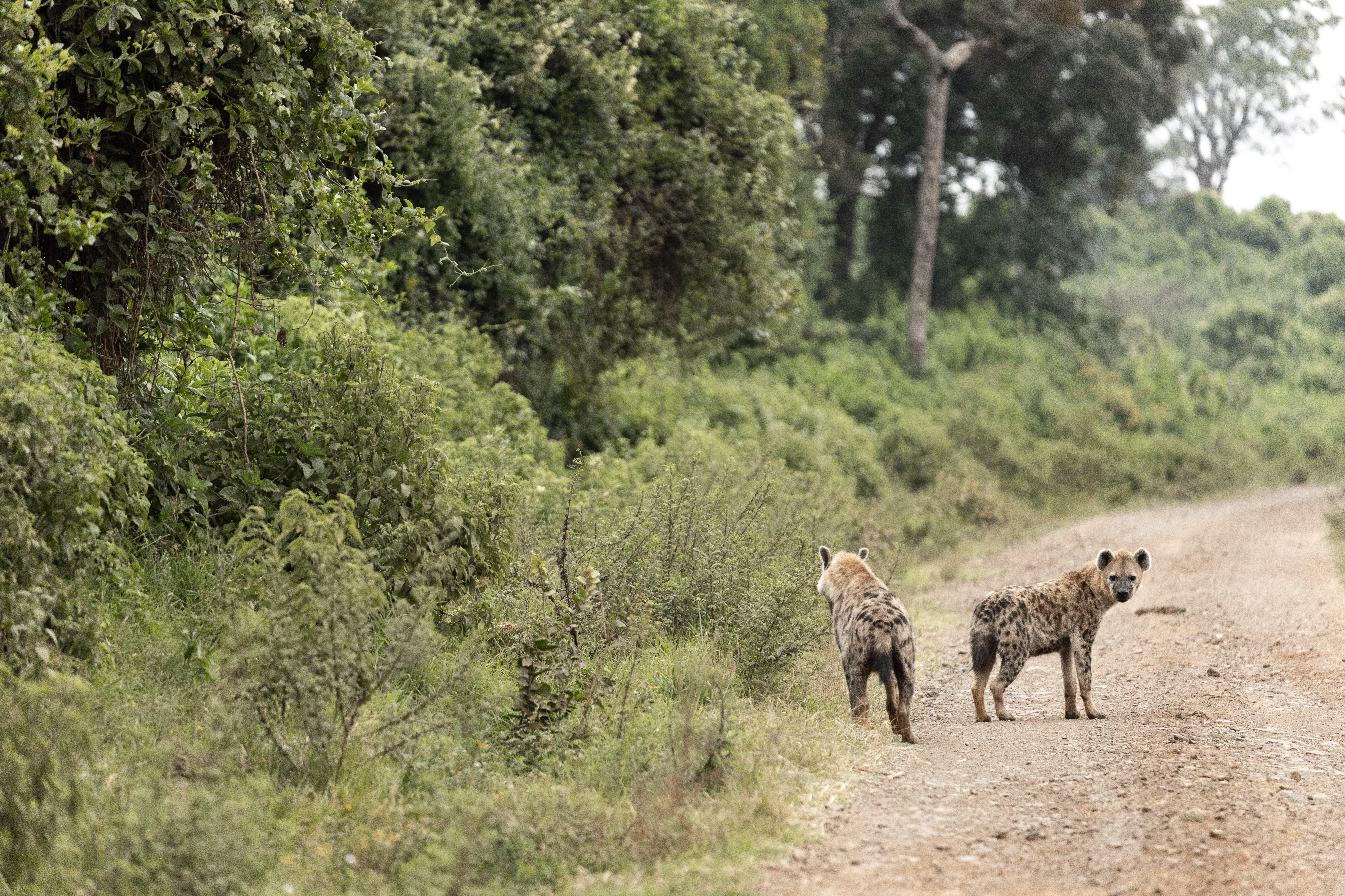Kenya rangers