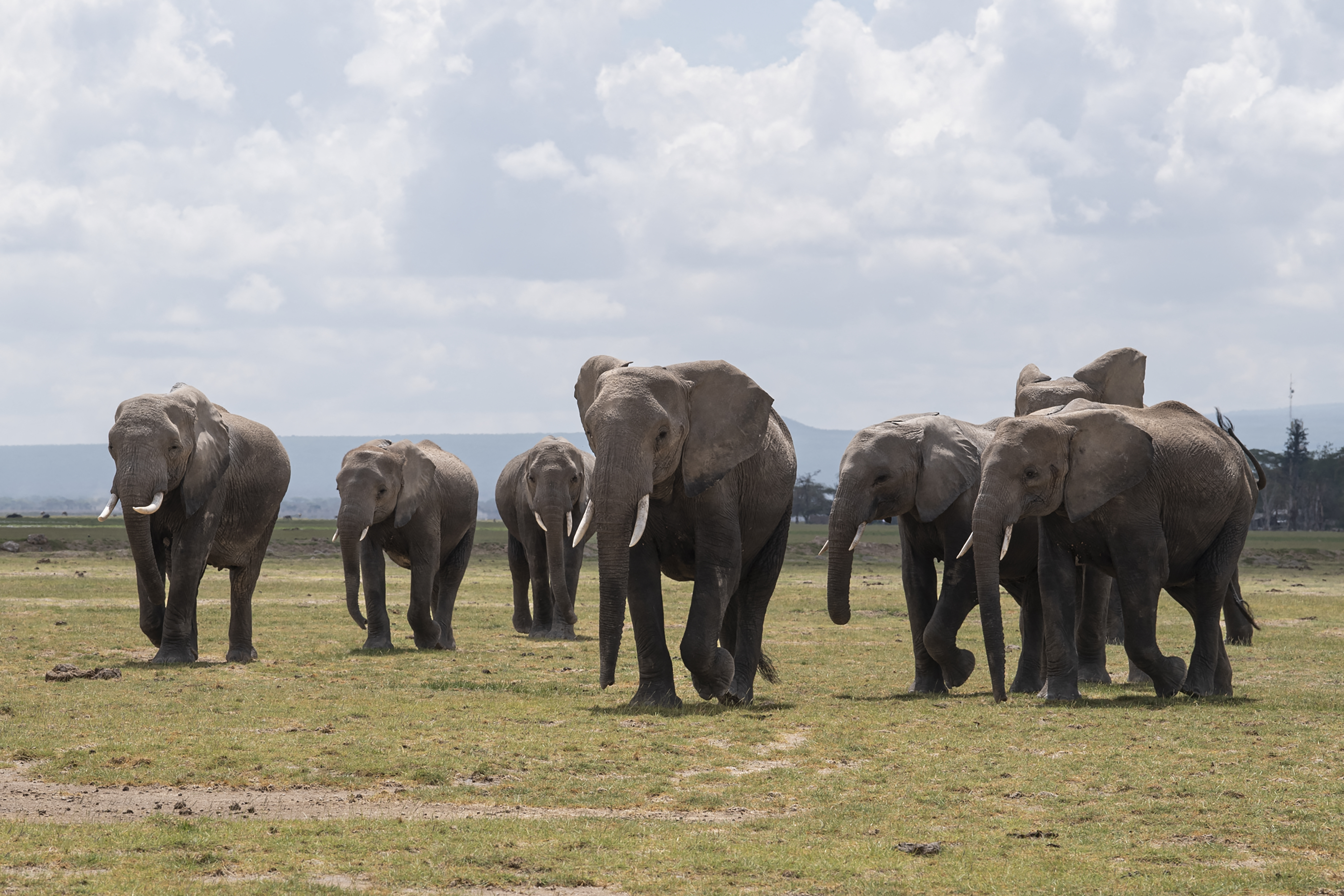 Elephants walk in Kenya
