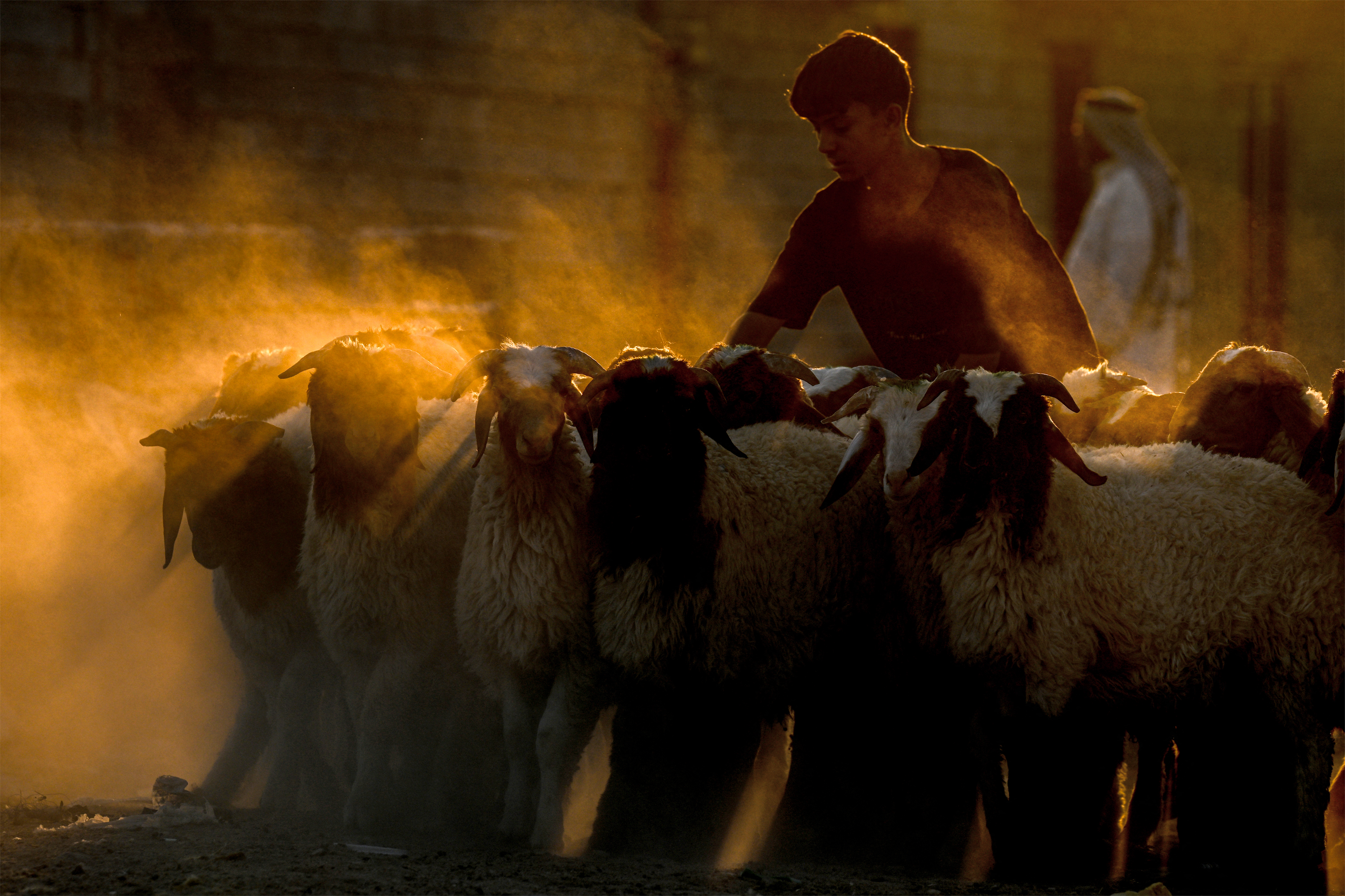 A shepherd boy walks with a flock of a sheep in Iraq's southern city of Basra on June 15
