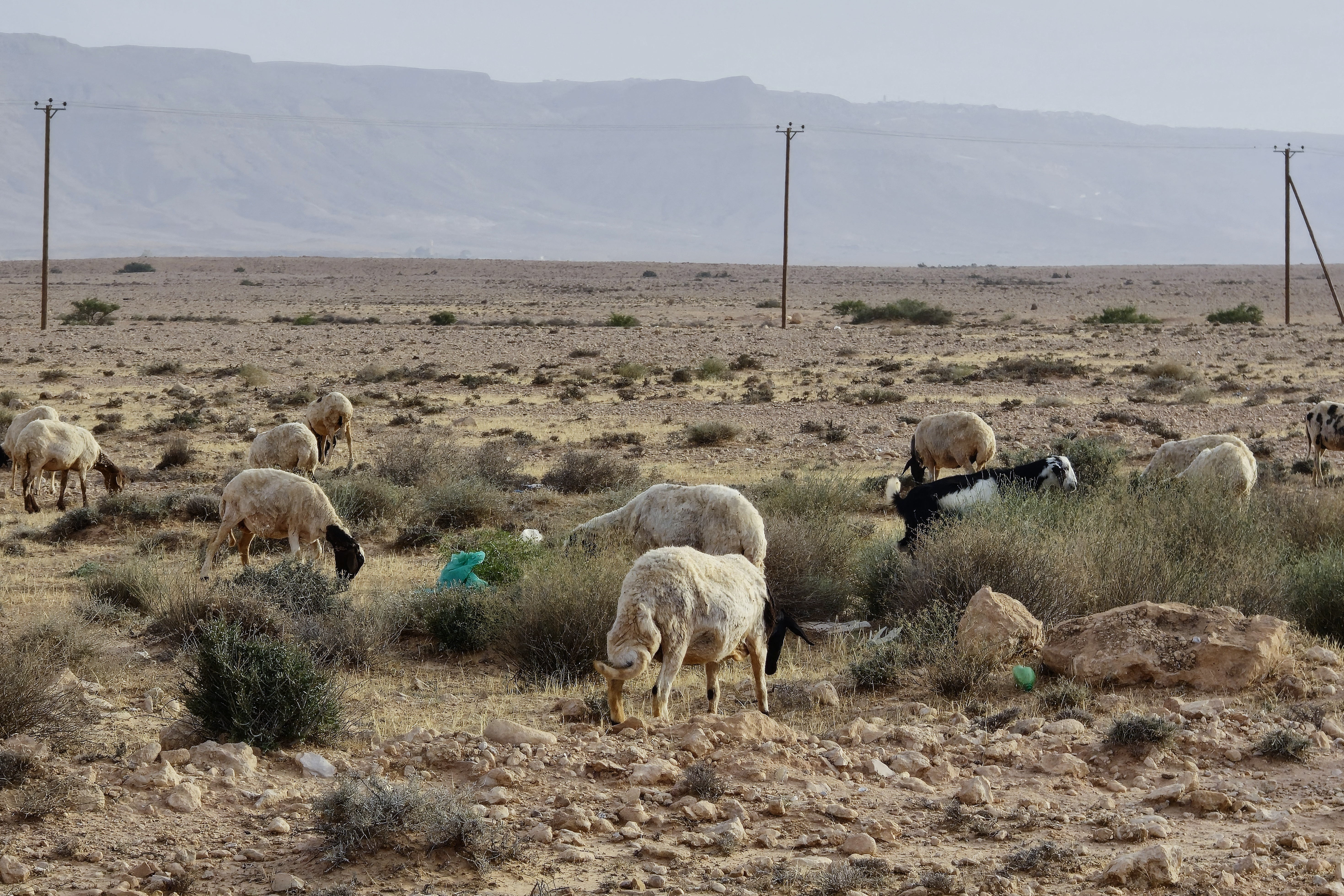 Sheep graze in an arid field in the Libyan village of Kabao in the Nafusa mountains