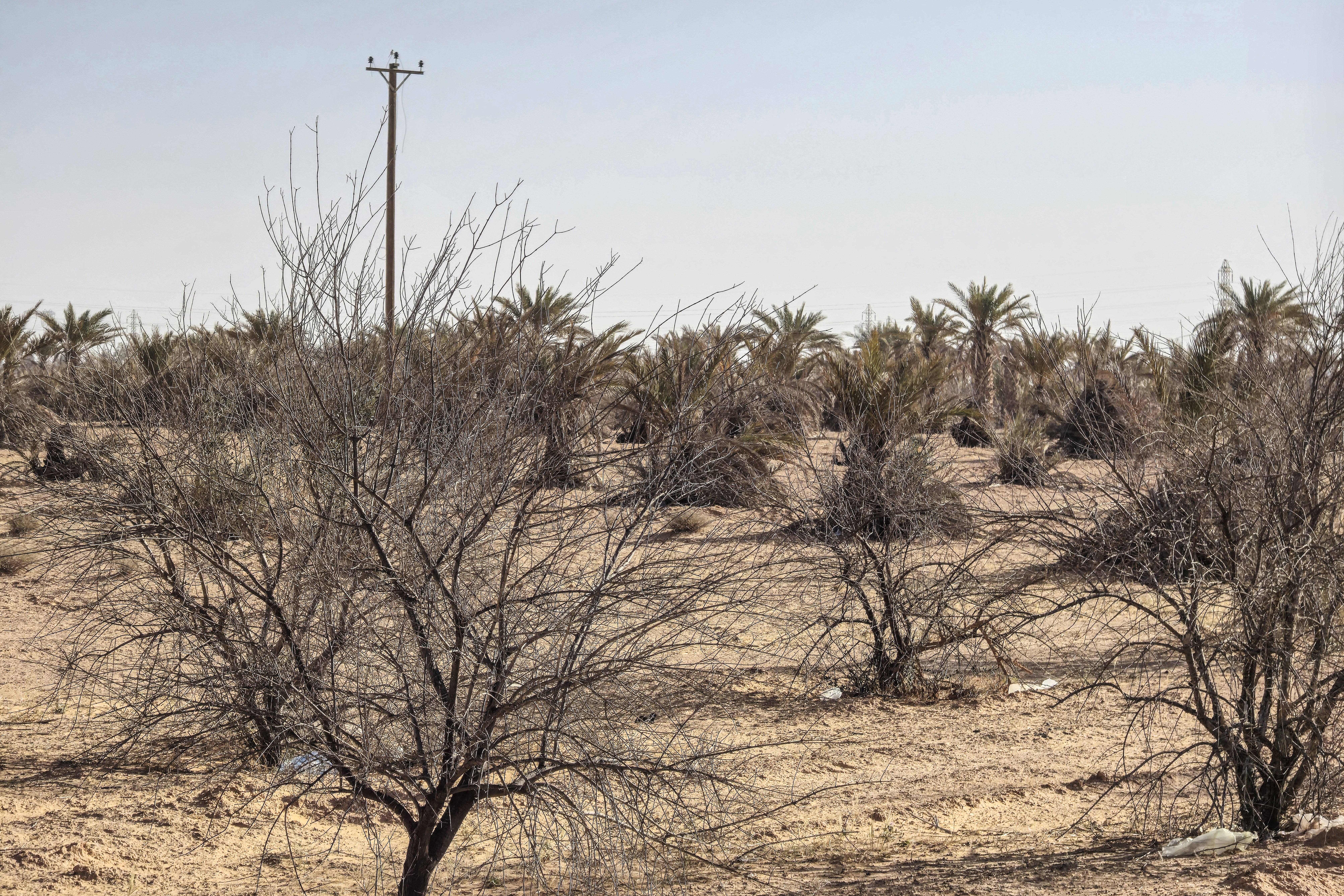 Bare trees stand near palms in a field in the Libyan village of Kabao in the Nafusa mountains