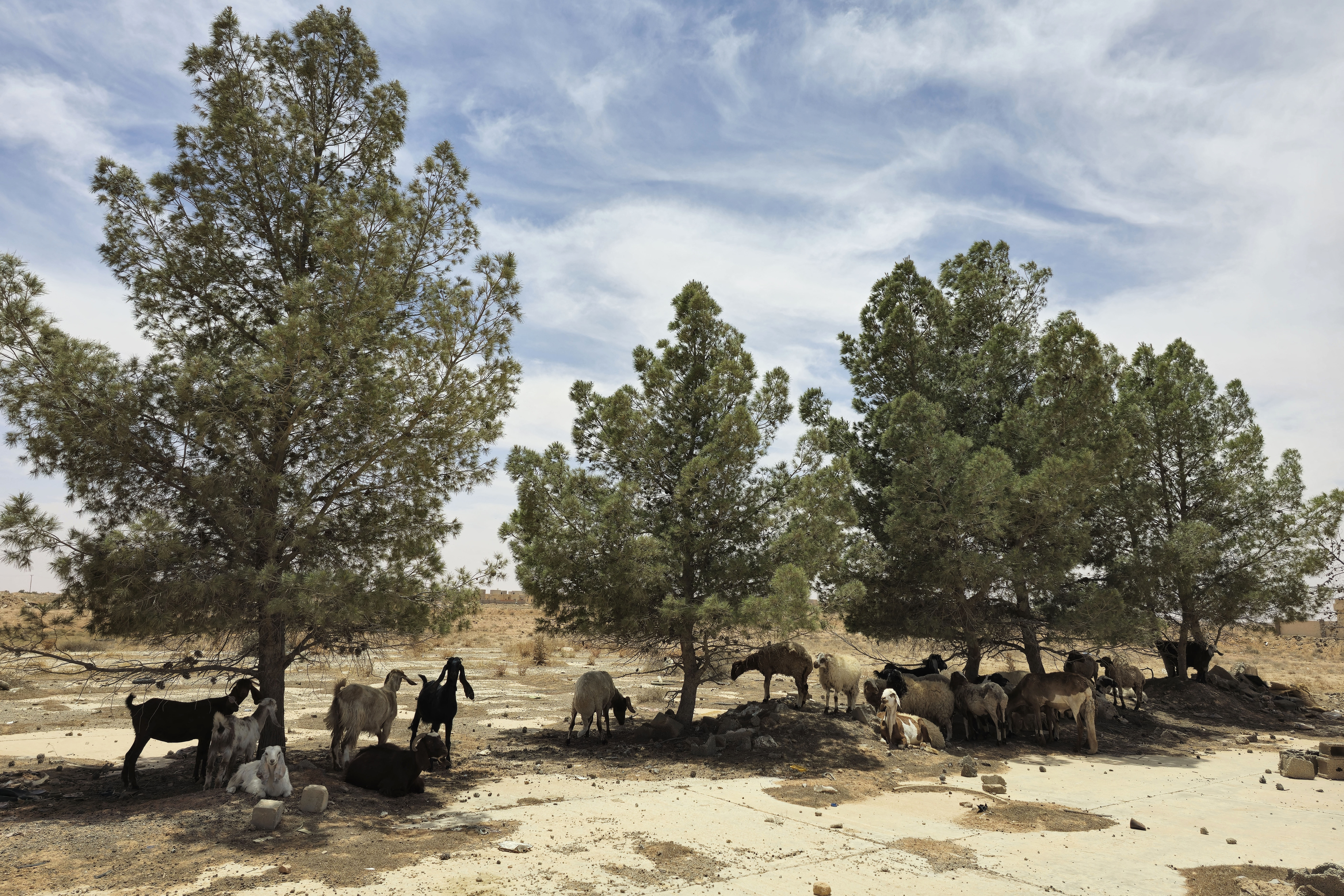 Sheep and goats gather in the shade under trees in an arid field in the Libyan village of Kabao in the Nafusa mountains