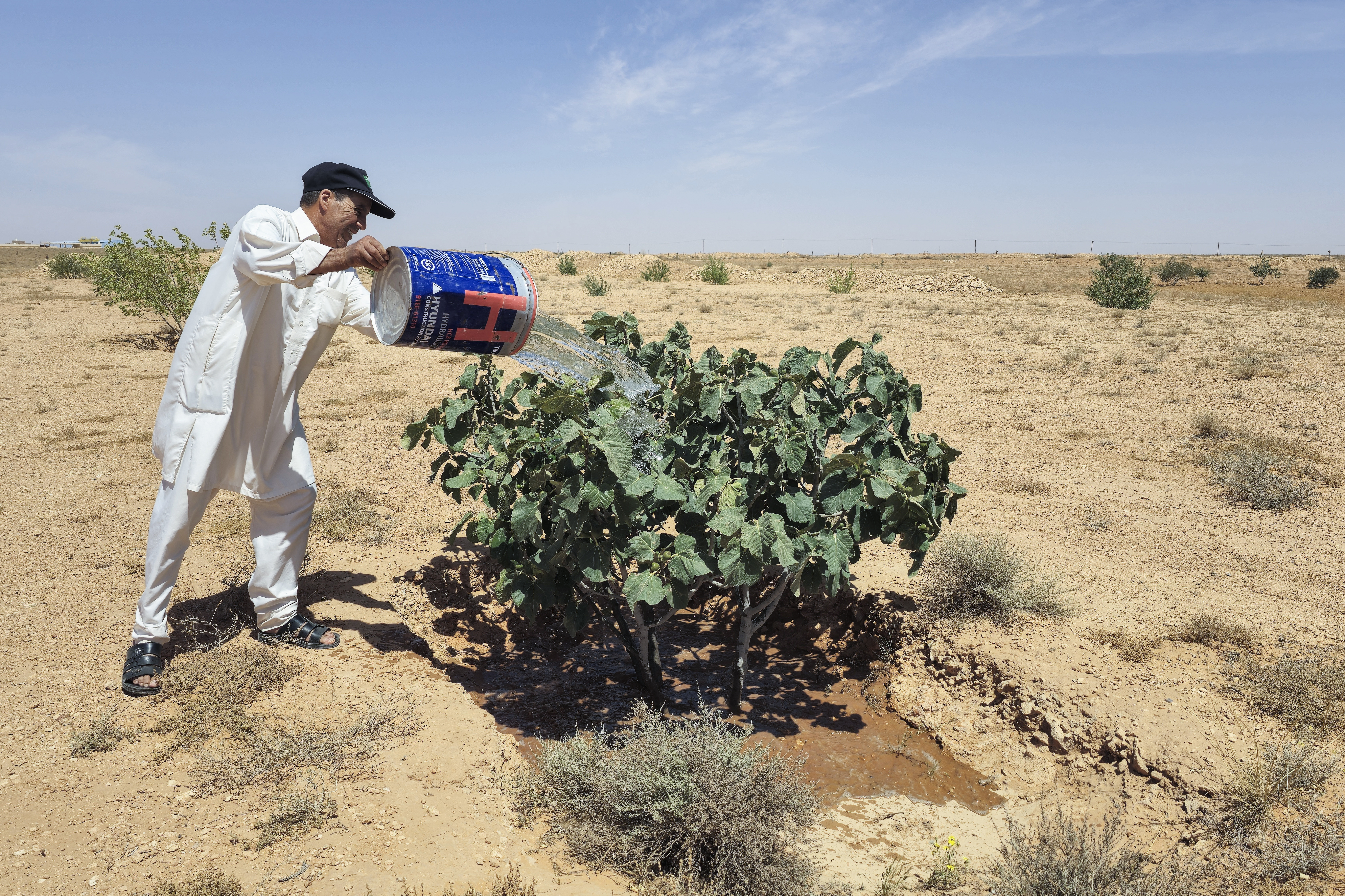 M'hamed Maakaf waters a fig tree with water drawn from a well in his field in the libyan village of Kabao in the Nafusa mountains