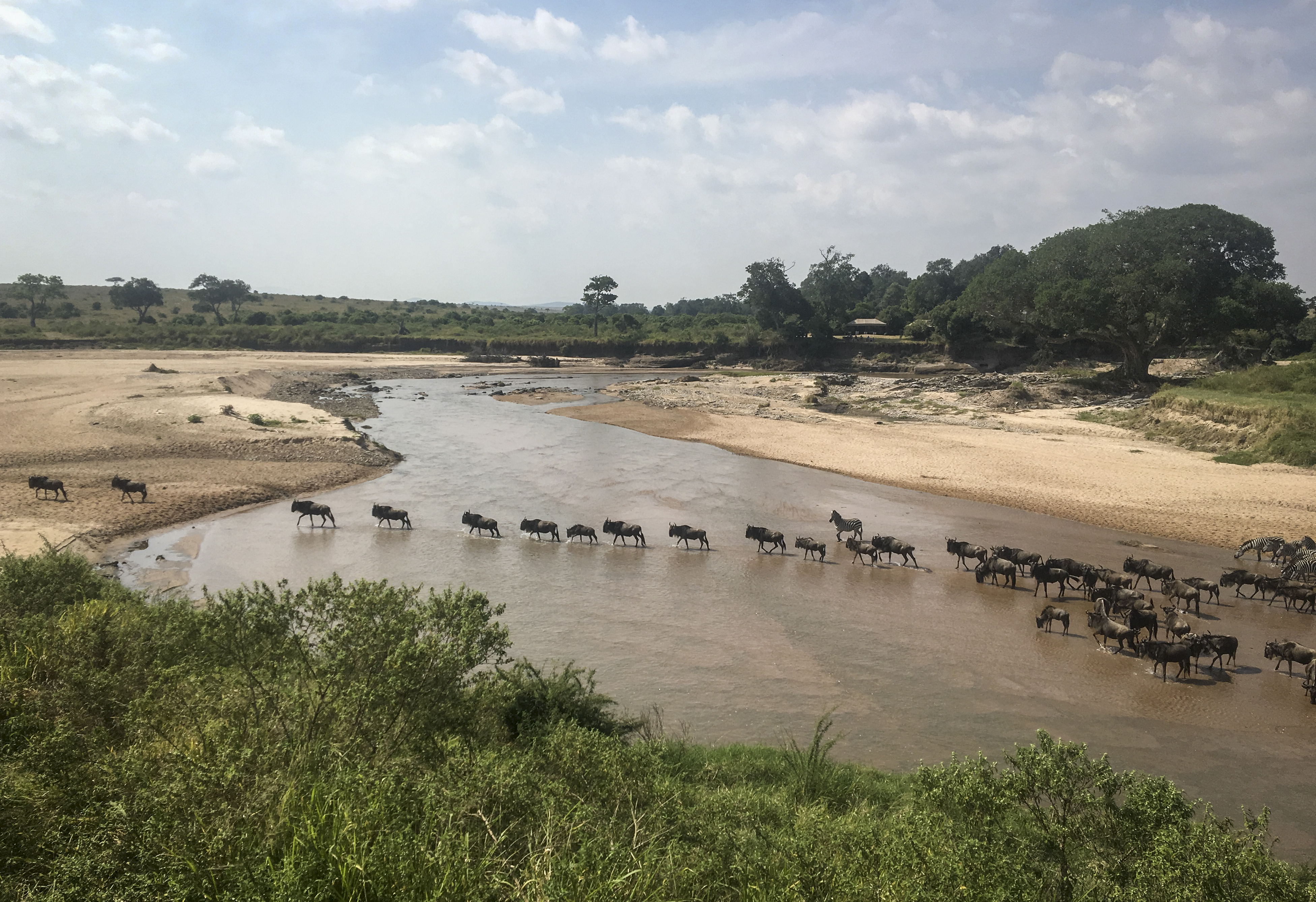 Wildebeest migration from Serengeti