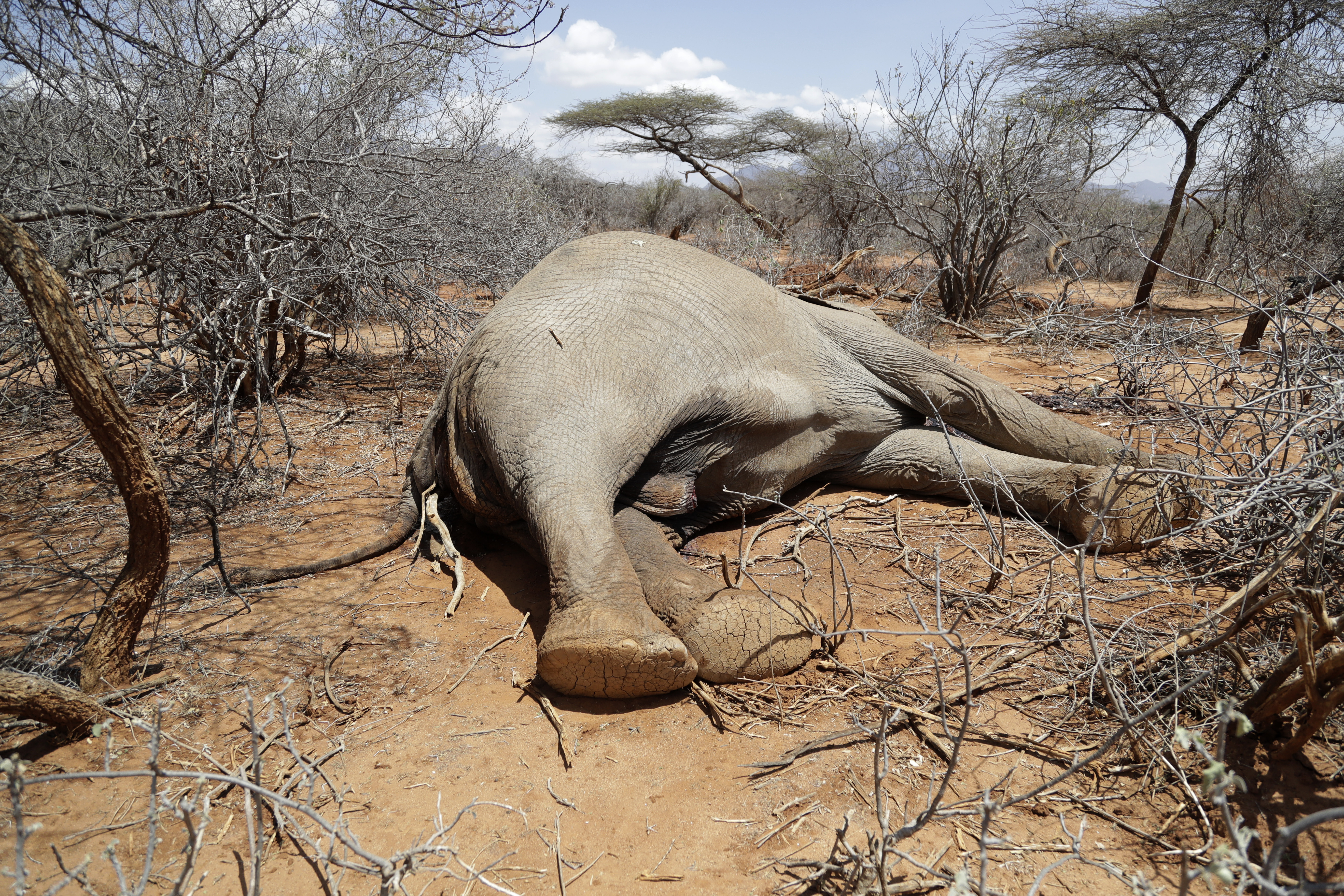Elephant killed by Kenya wildlife services