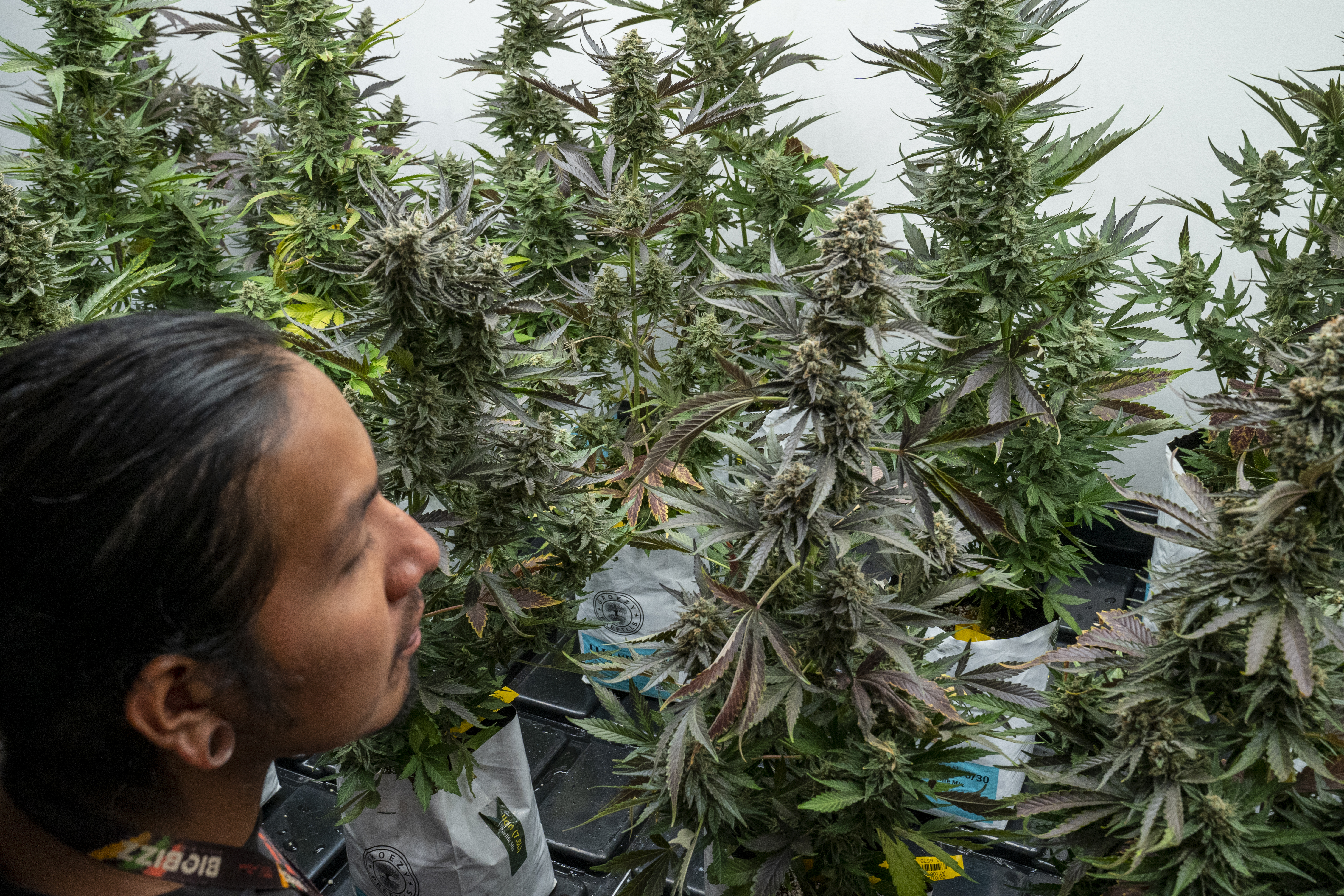 An Indigenous employee inspects marijuana plants in a greenhouse.