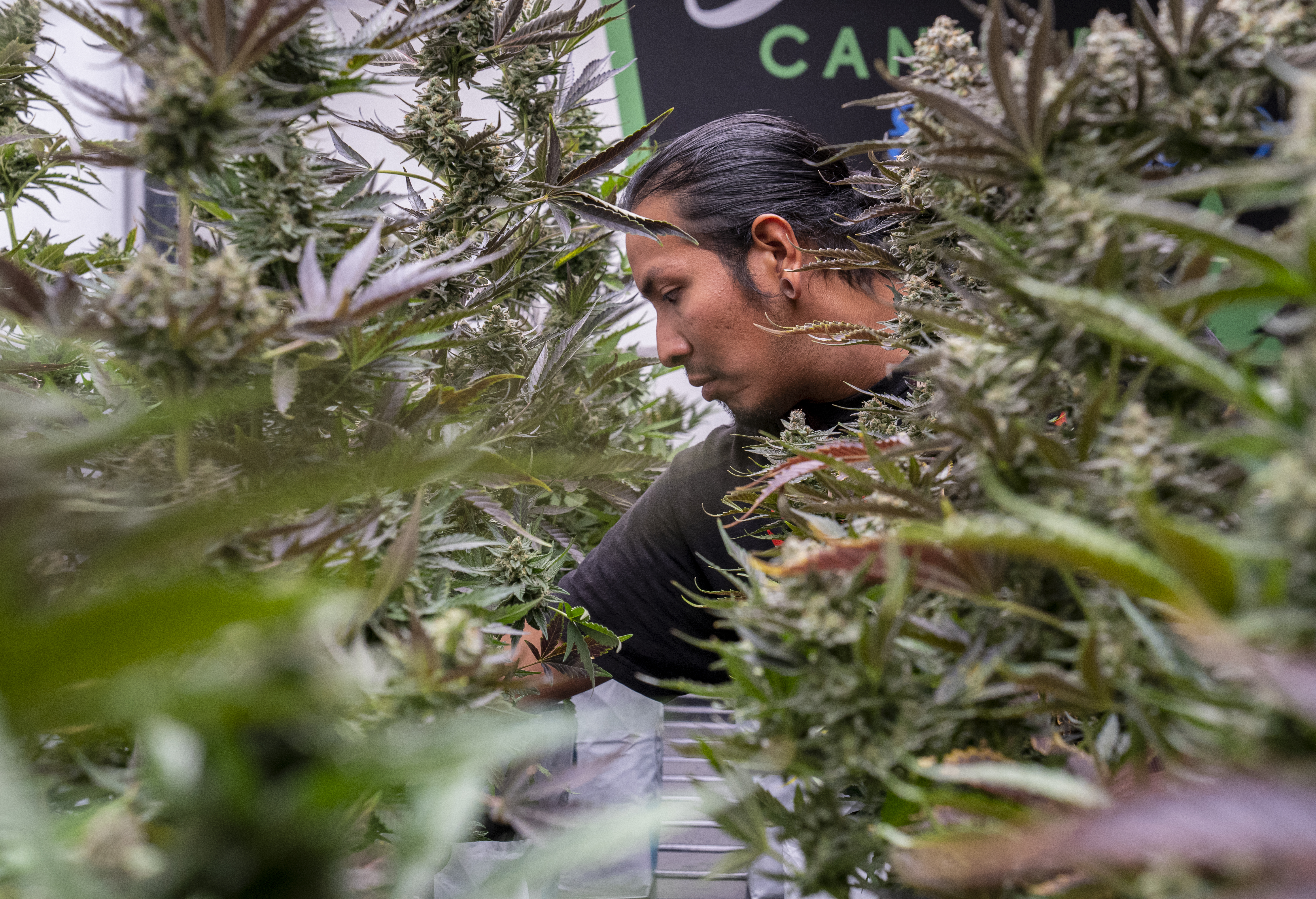An Indigenous employee reaches between rows of marijuana plants.