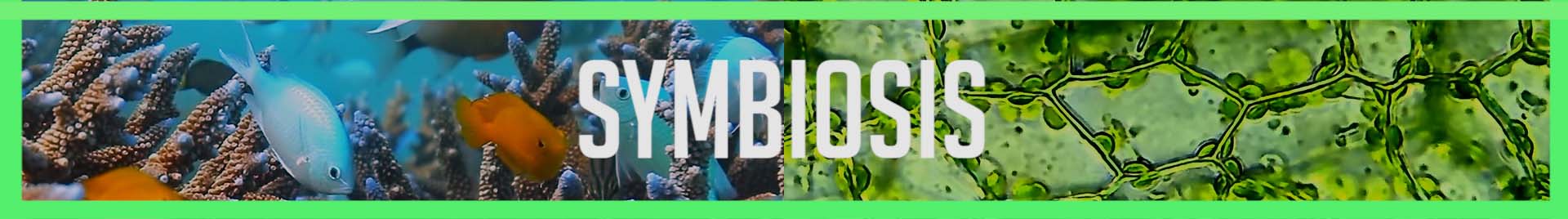 symbiosis button 2-1721298692