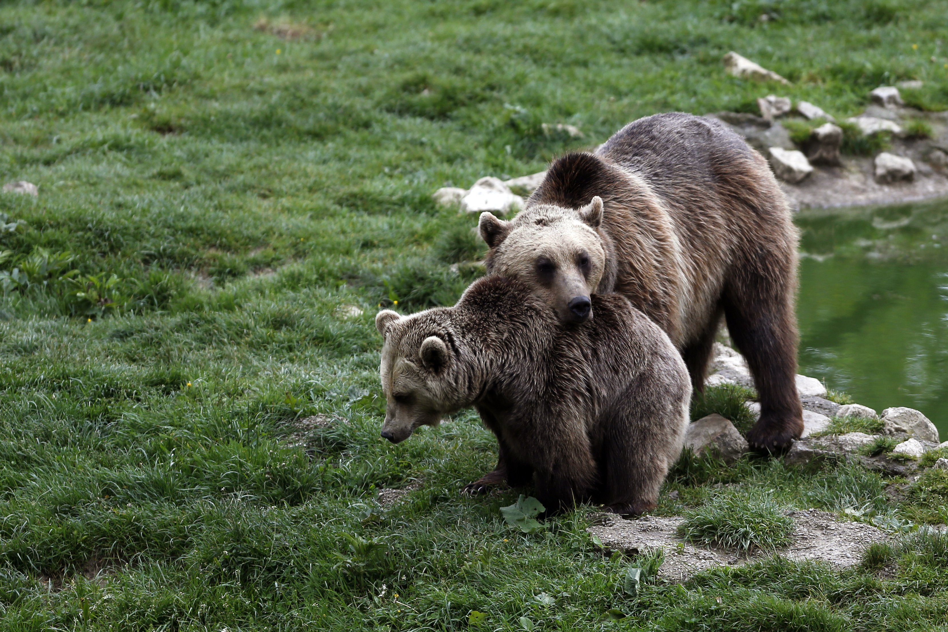 Brown bears are seen inside an enclosure in central Romania
