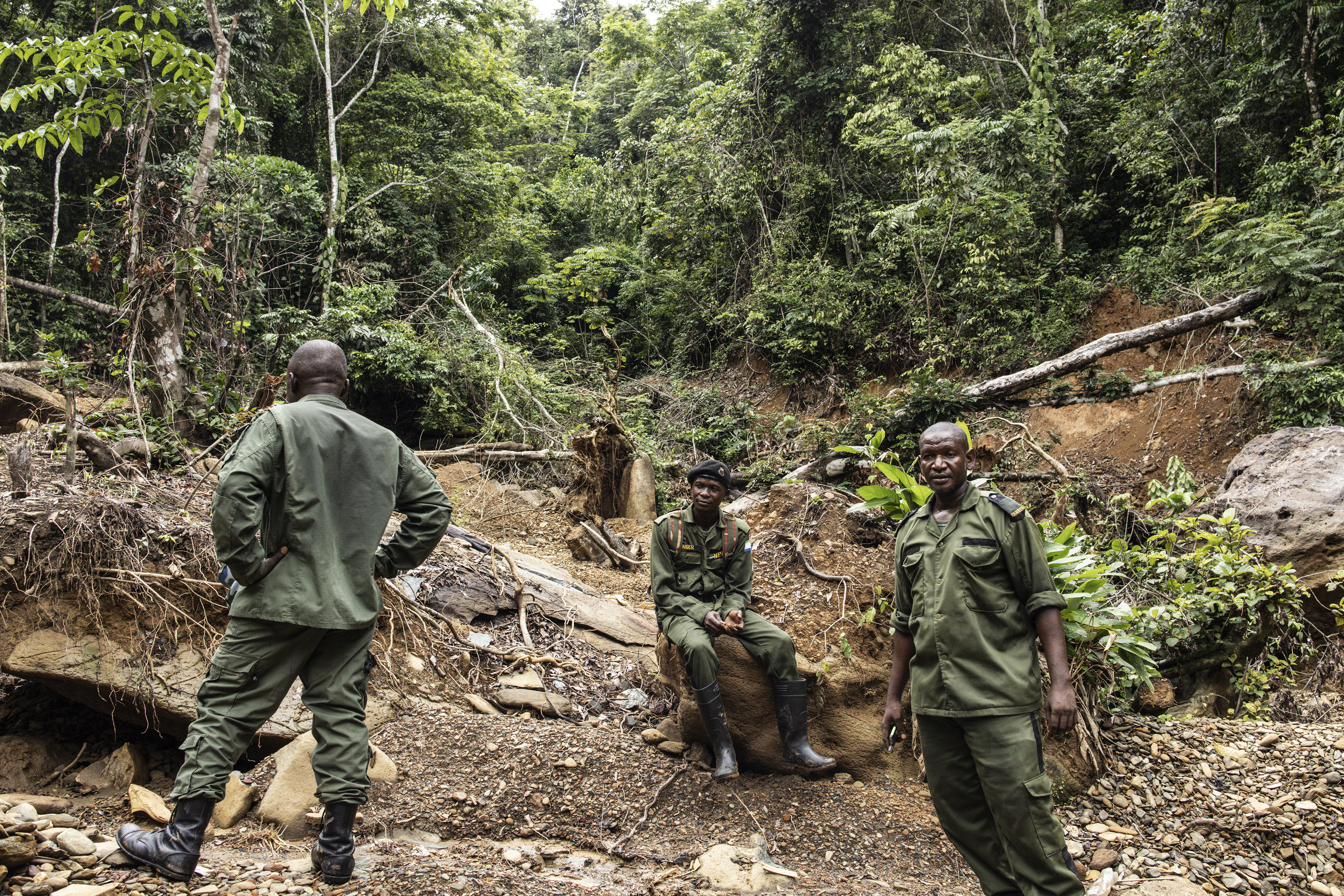 Sierra Leone rangers face a tough fight against deforestation