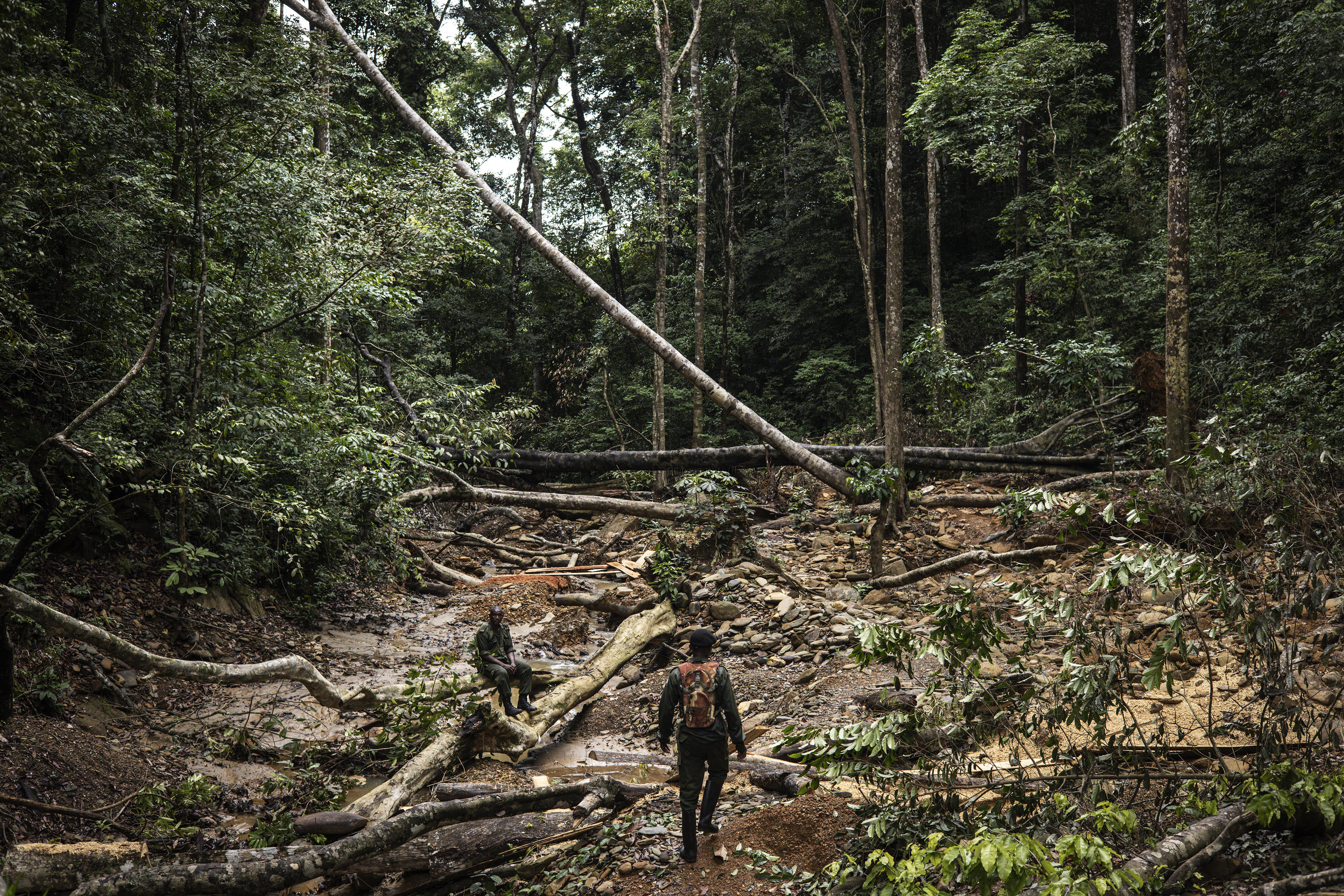 Sierra Leone rangers face a tough fight against deforestation