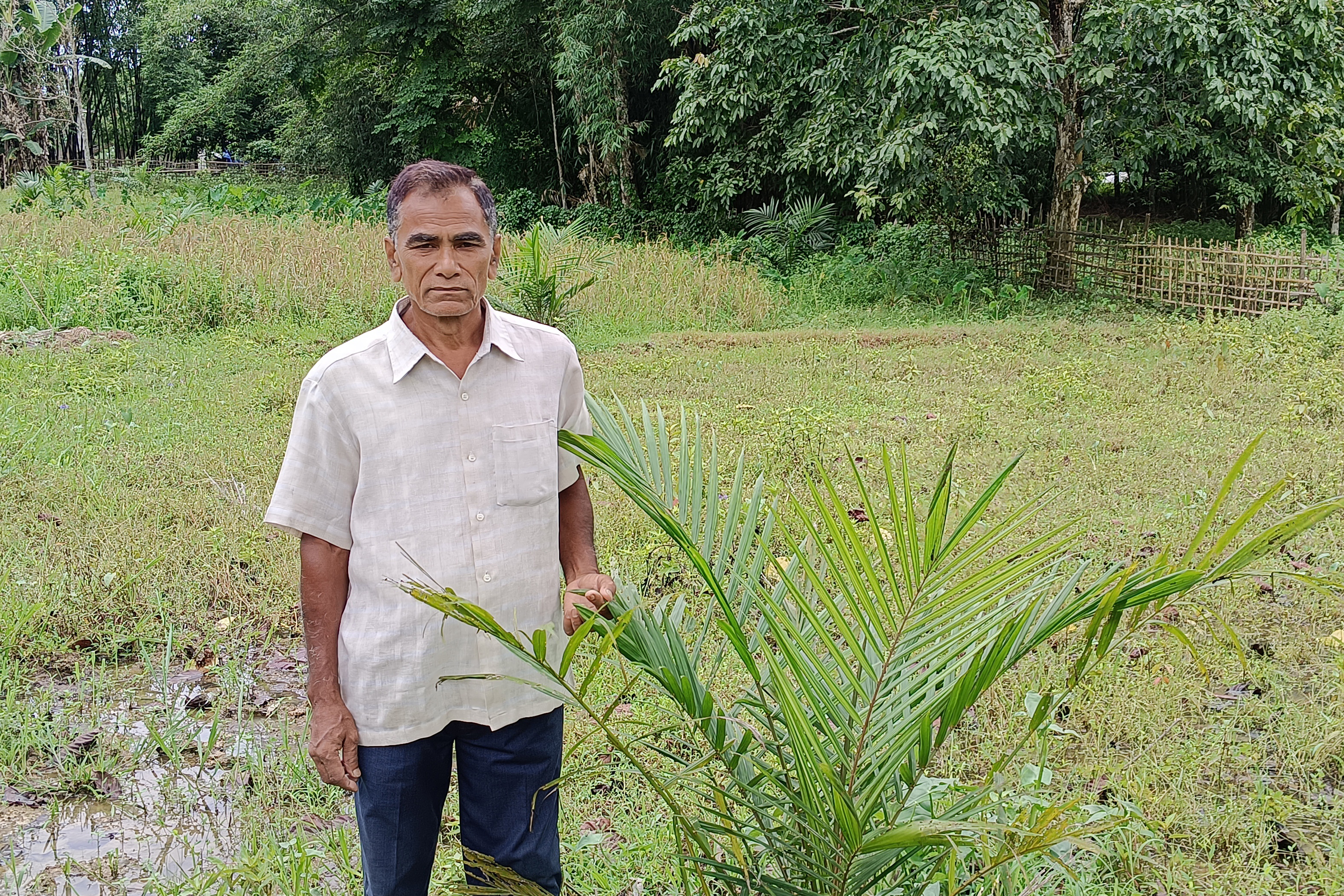 Palm oil in Assam