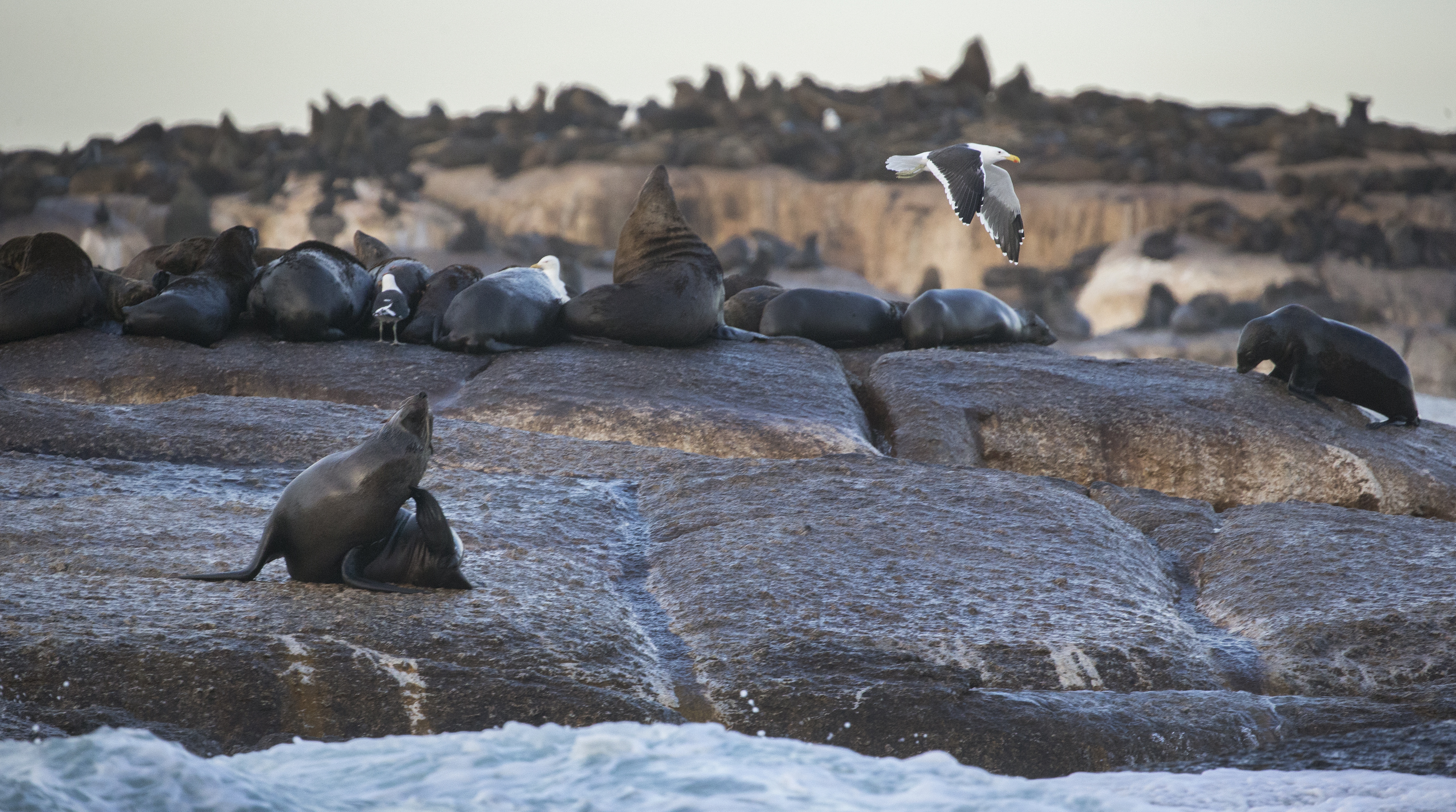 epaselect epa06000325 Seals rest on the rocks of Duiker Island in the Atlantic ocean below the cliffs of the World Heritage site Tabe Mountain National Park in Cape Town, South Africa, 30 May 2017. Duiker Island in Hout Bay is home to about 5,000 seals. EPA/NIC BOTHMA