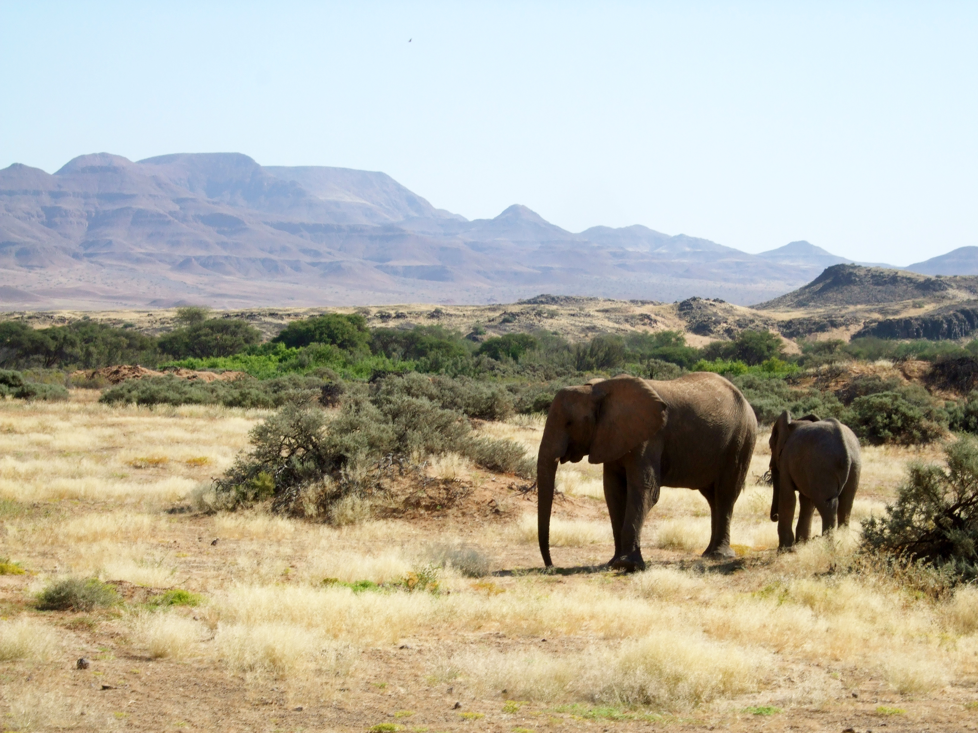 Elephants in Namibia