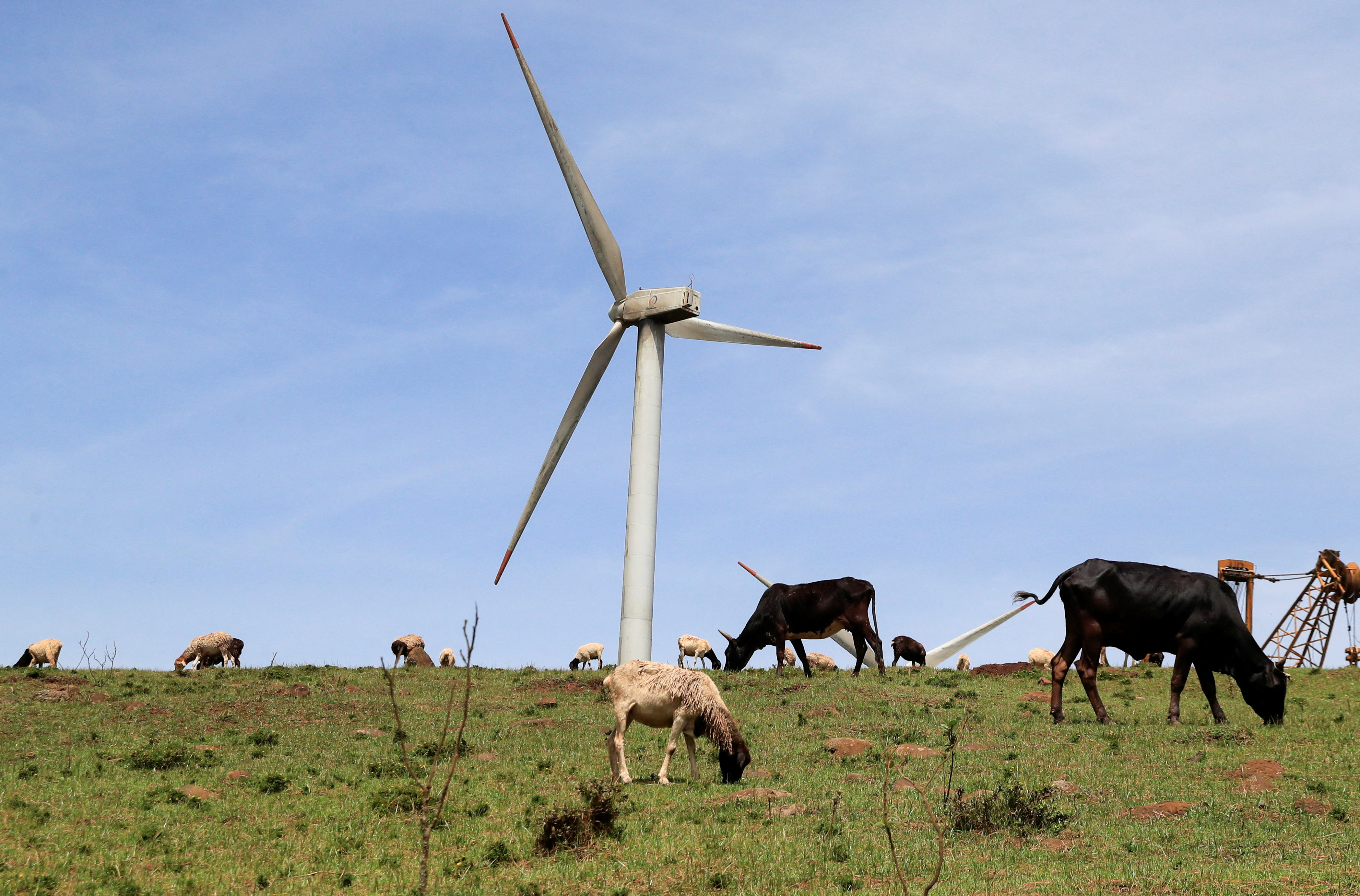 Cattle and sheep graze near power-generating wind turbines at the Kenya Electricity Generating Company (KenGen) station in Ngong hills, outside Nairobi, Kenya, February 14, 2022. REUTERS/Thomas Mukoya