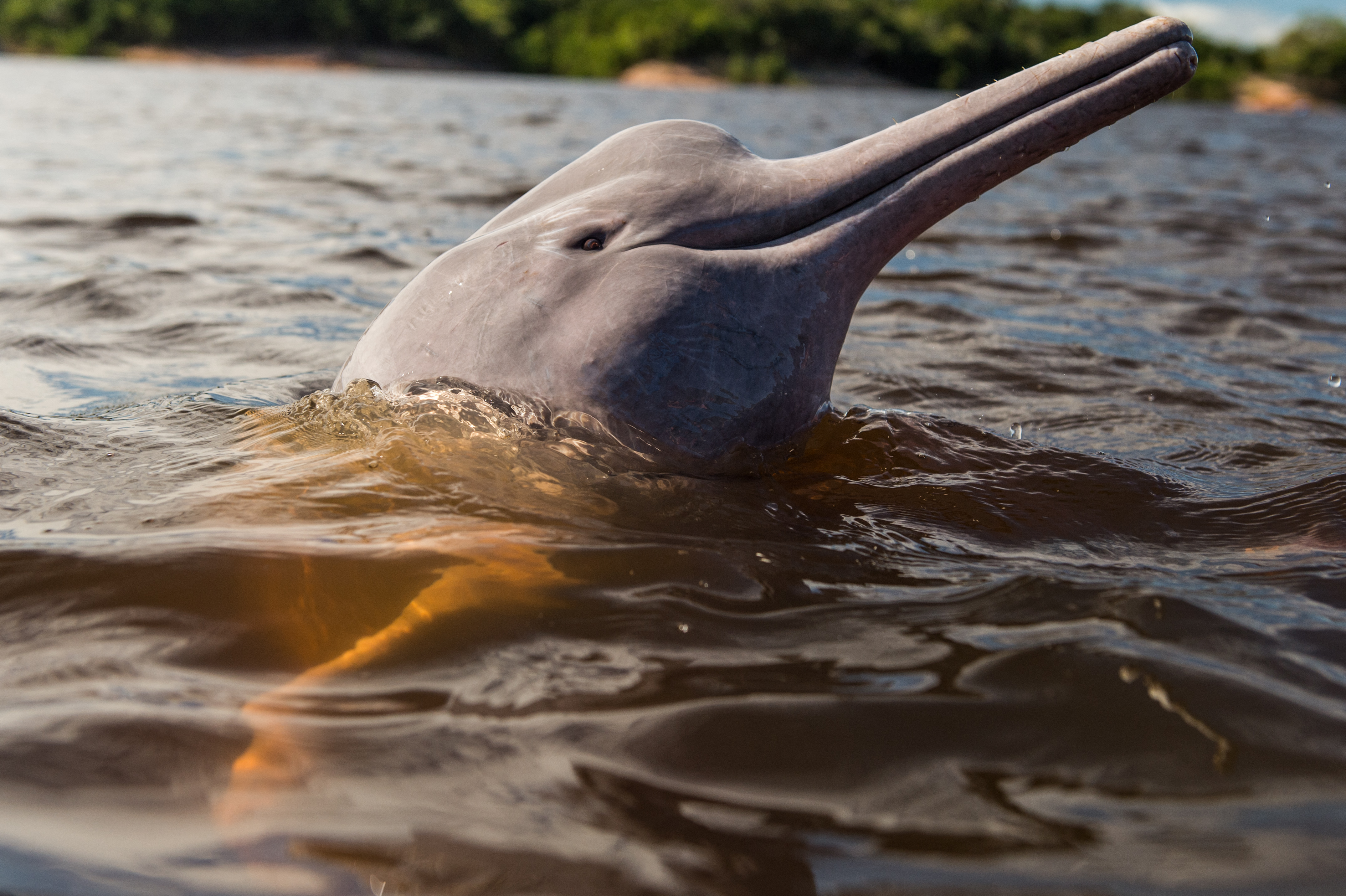 Pink dolphin in Amazonas State, Brazil