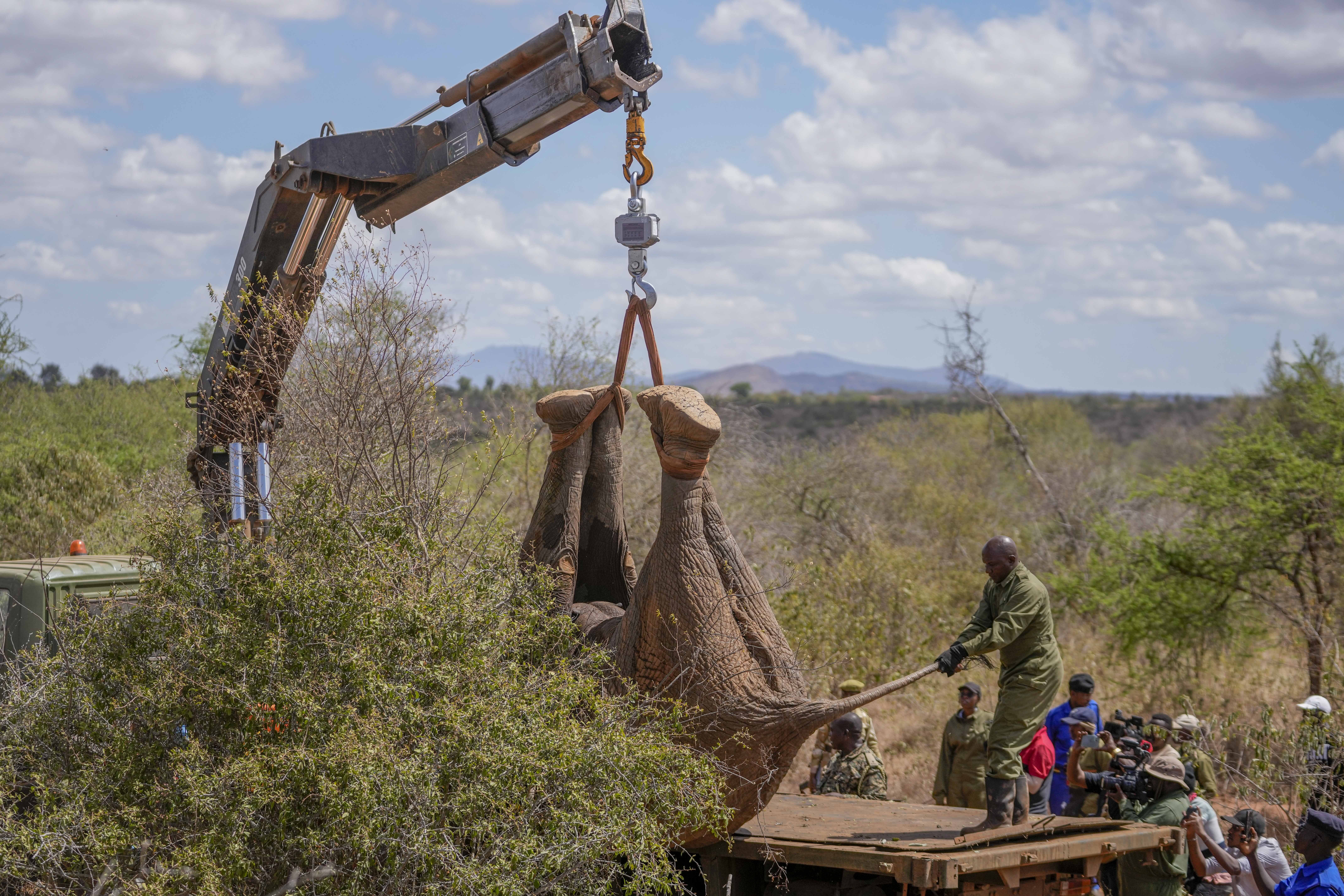 Kenya Wildlife Service rangers and capture team load an elephant into a truck at Mwea National Park, east of the capital Nairobi, Kenya Monday, Oct. 14