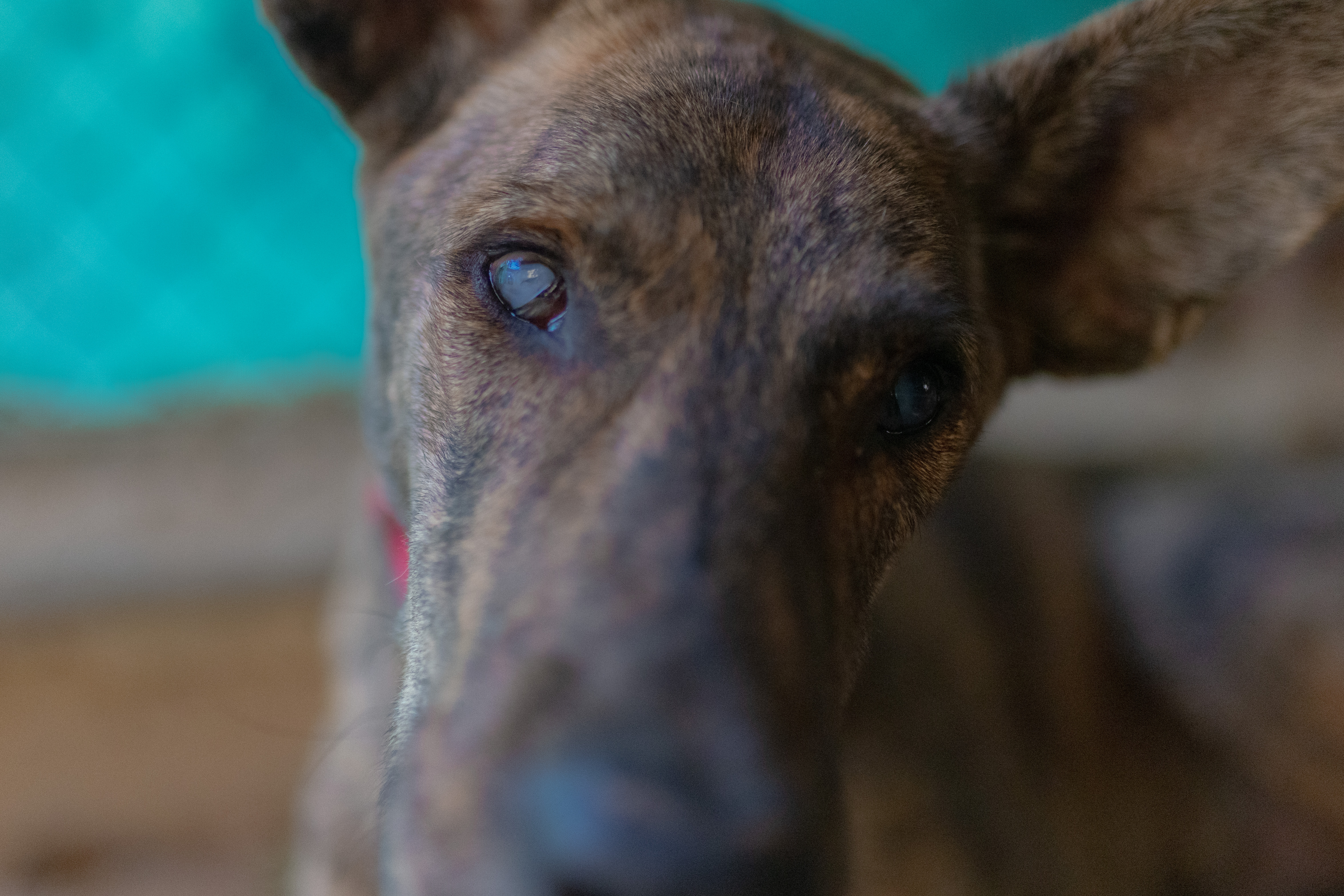 After being shot in the face two years ago, Cieco completely lost his sight and hearing