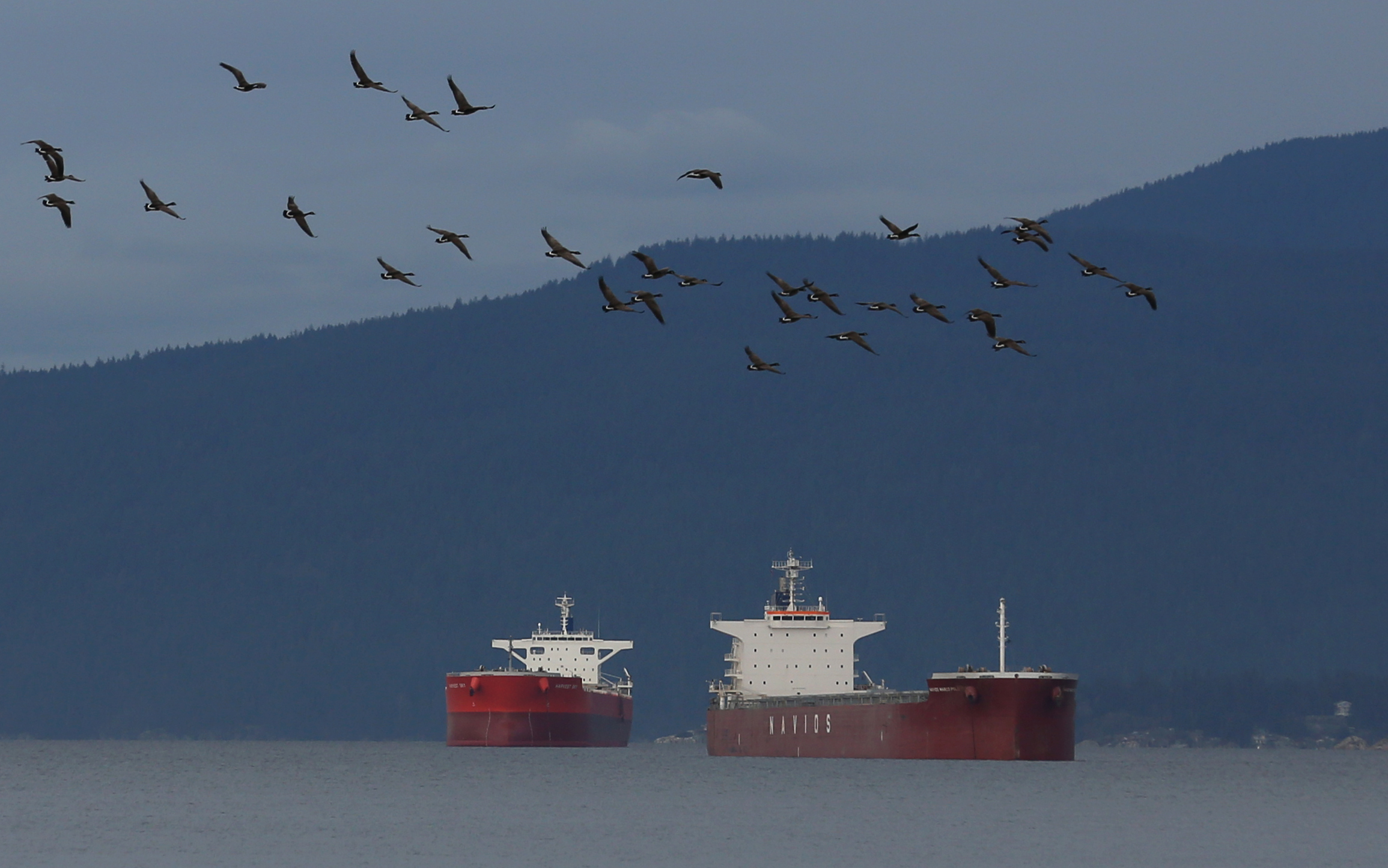 Canada geese fly past two tankers in Port of Vancouver