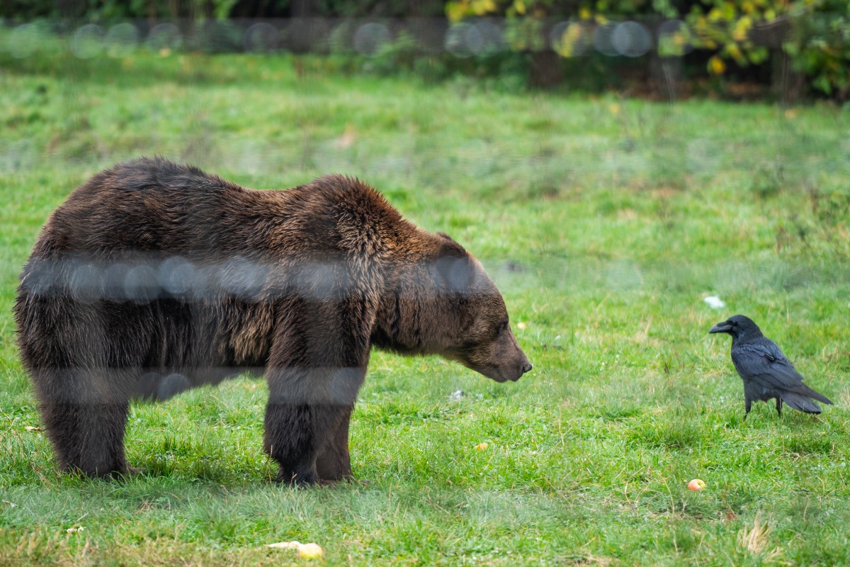 Romania sanctuary seeks to save bears as hunting resumes