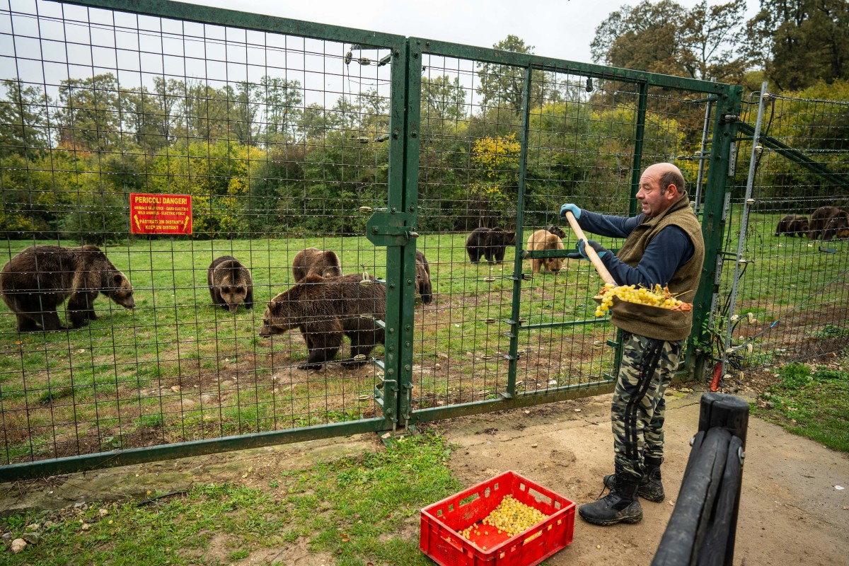 Romania sanctuary seeks to save bears as hunting resumes