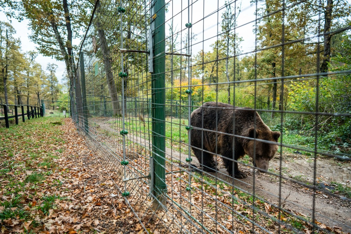 Romania sanctuary seeks to save bears as hunting resumes