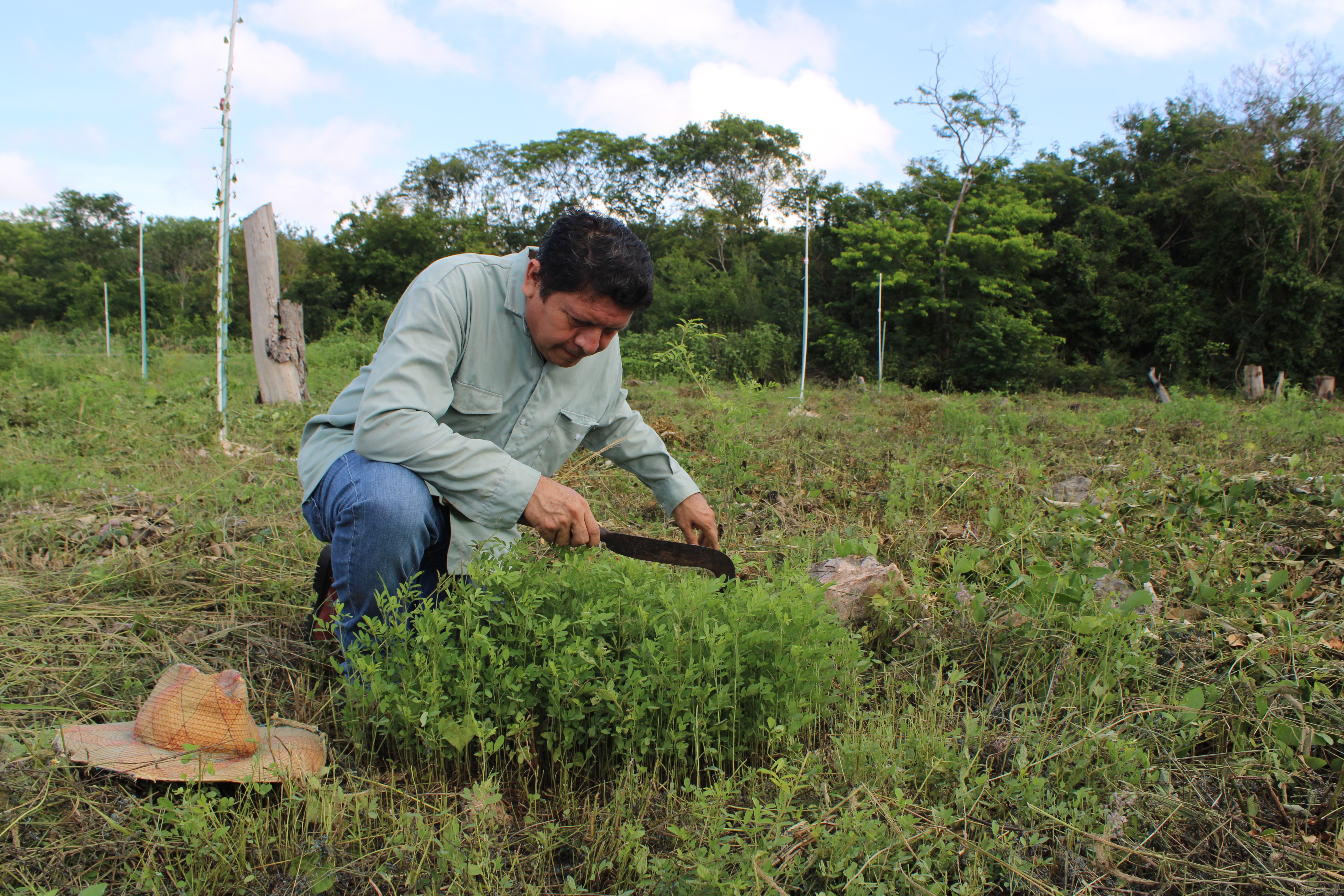 Luis May Ku, 49, crouches next to young indigo (Indigofera suffruticosa) plants or Ch’oj in Maya in his milpa (Maya farm) in Dzan, Yucatán, Mexico, on 9 September, 2024_-1731947984