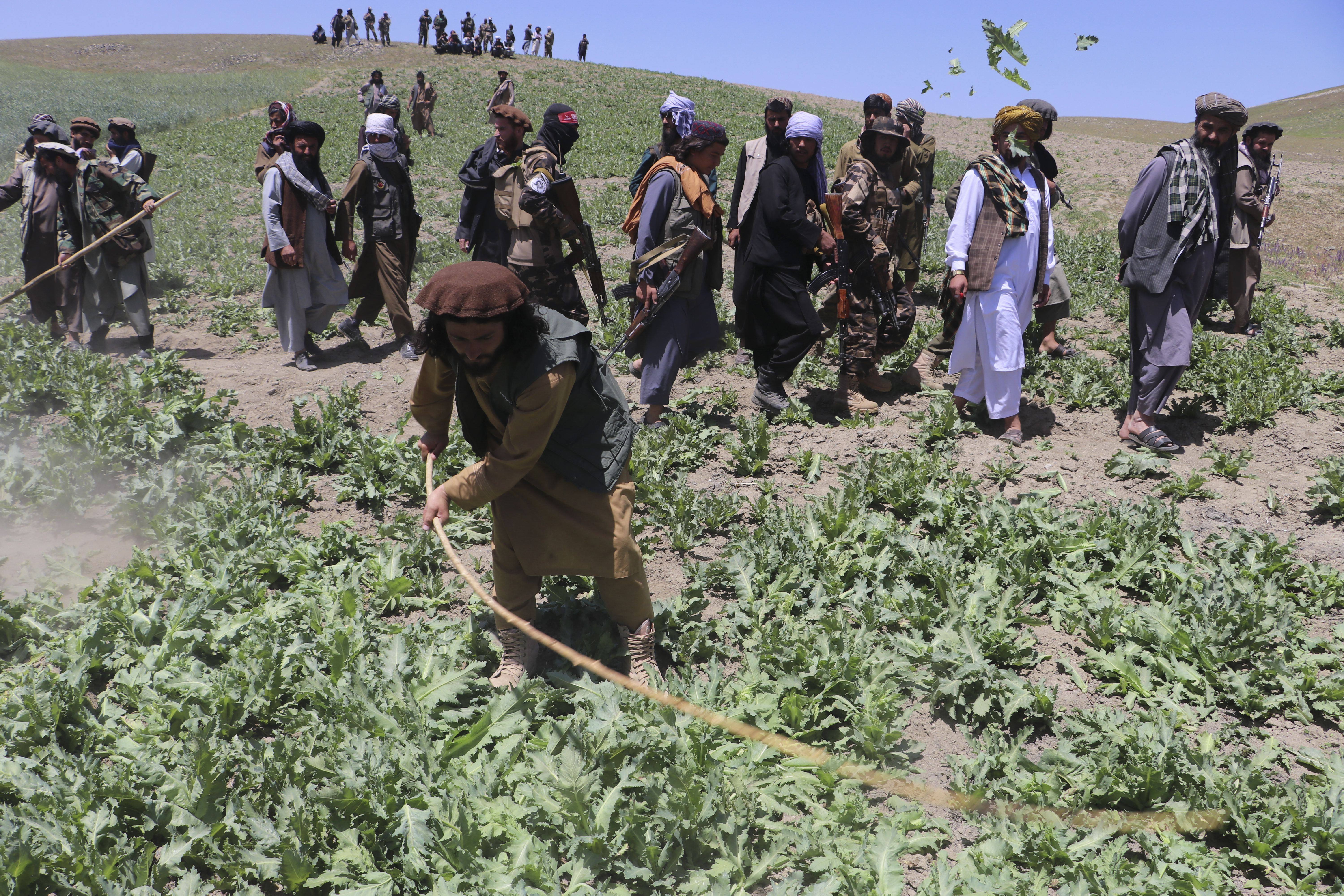Taliban security personnel destroy a poppy plantation