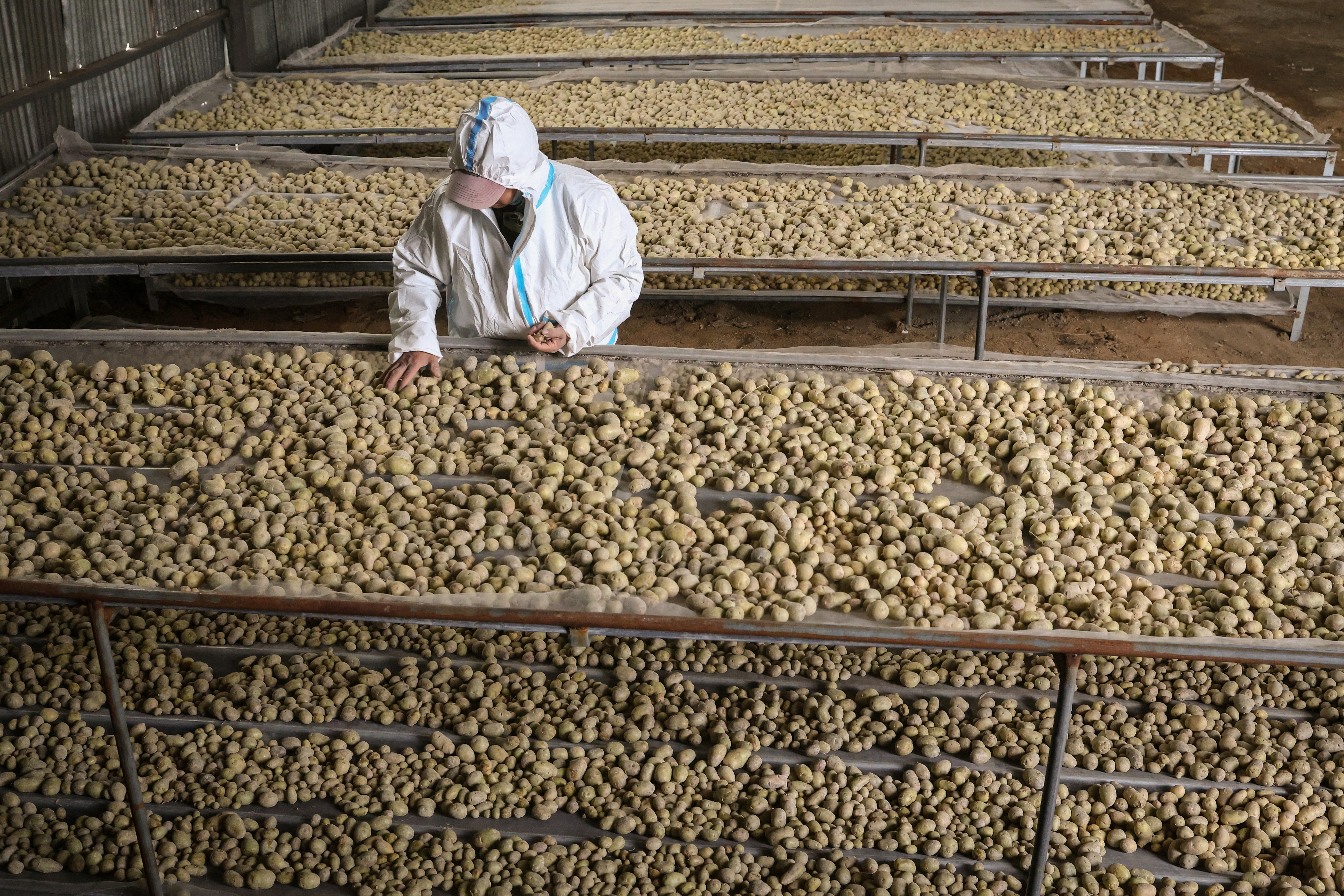 Scientists in China rush to climate-proof potatoes