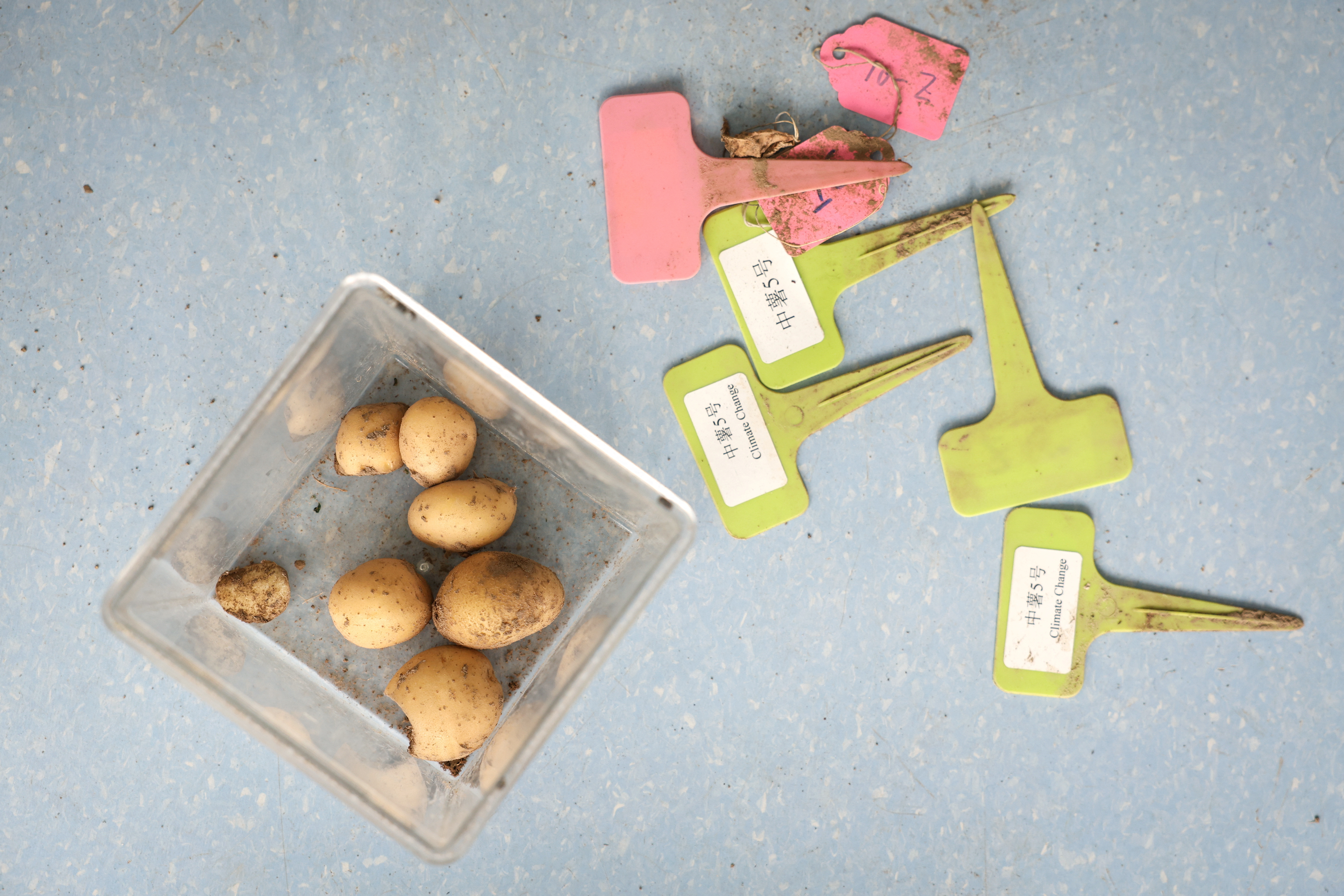 Scientists in China rush to climate-proof potatoes