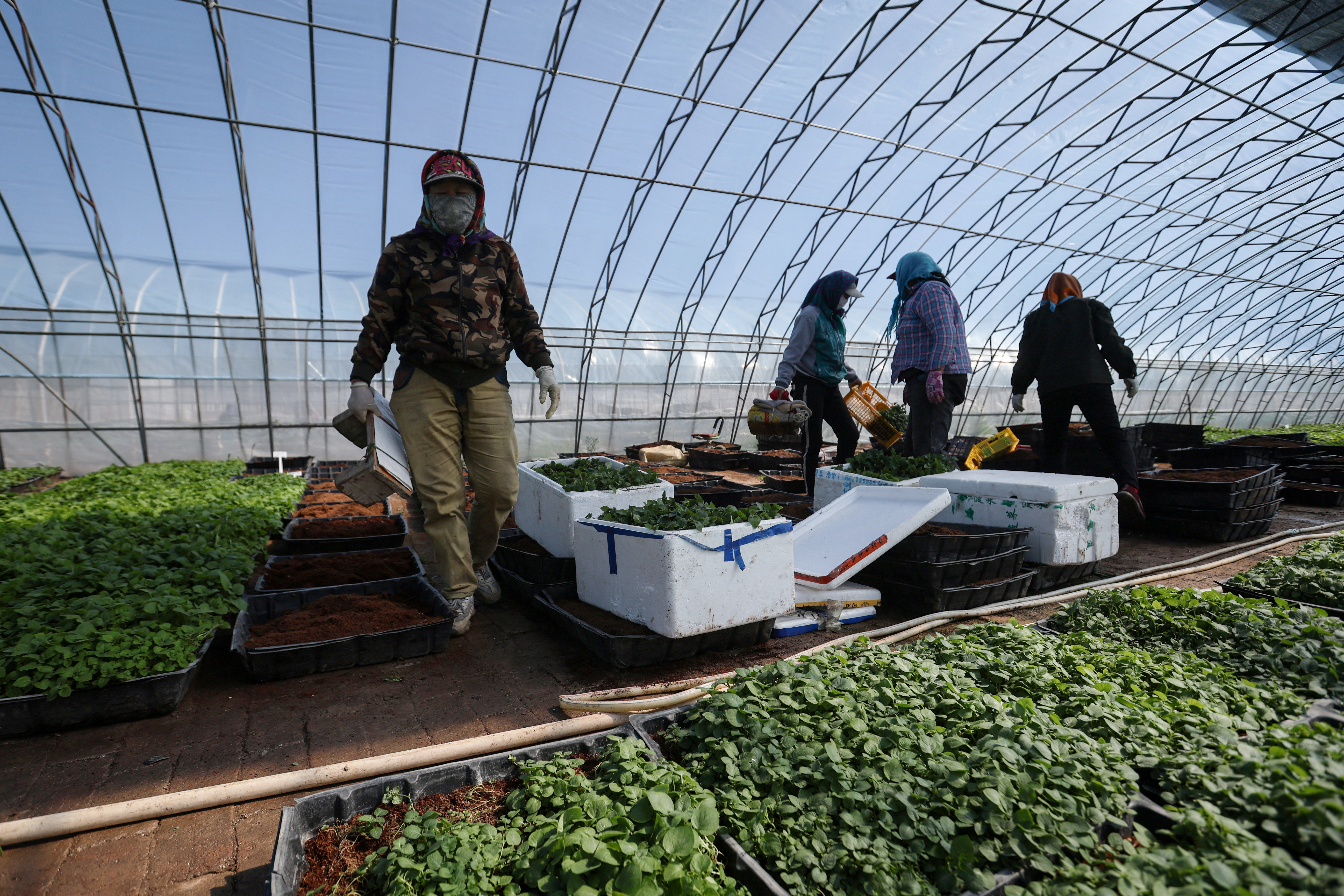 Scientists in China rush to climate-proof potatoes