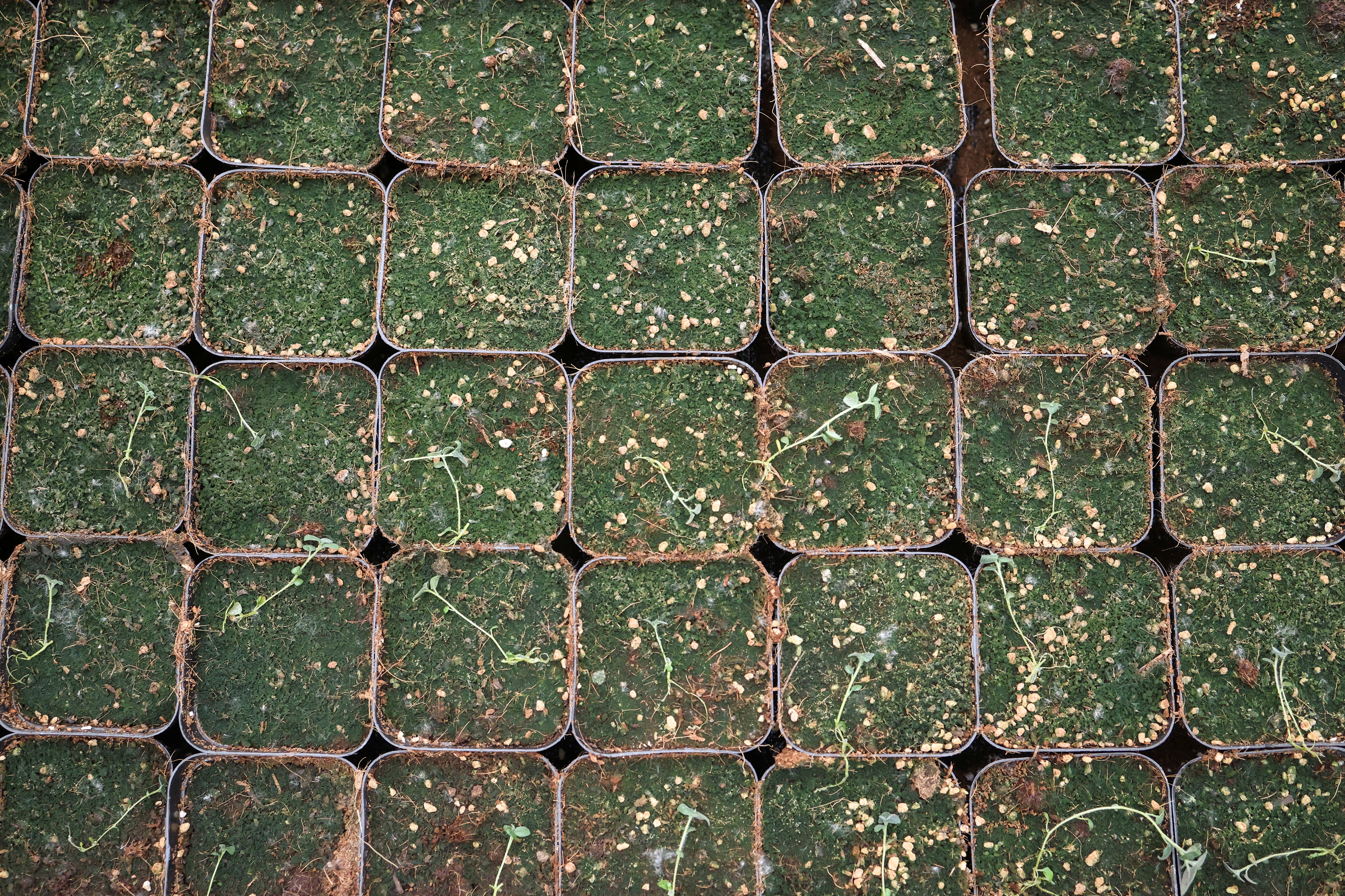 Scientists in China rush to climate-proof potatoes
