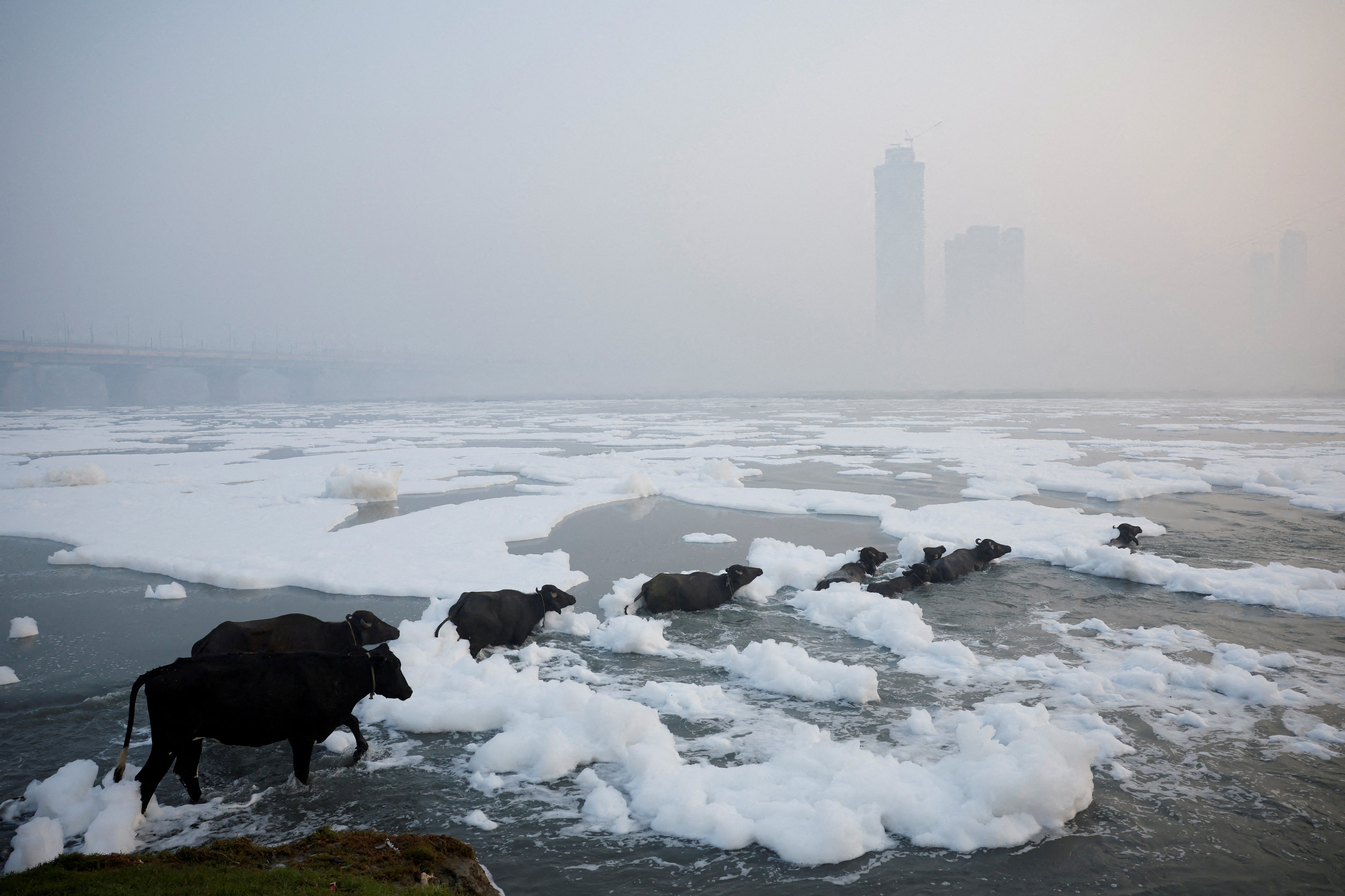 Cows and buffaloes wade into the polluted Yamuna river on a smoggy morning in New Delhi, India, November 5, 2024