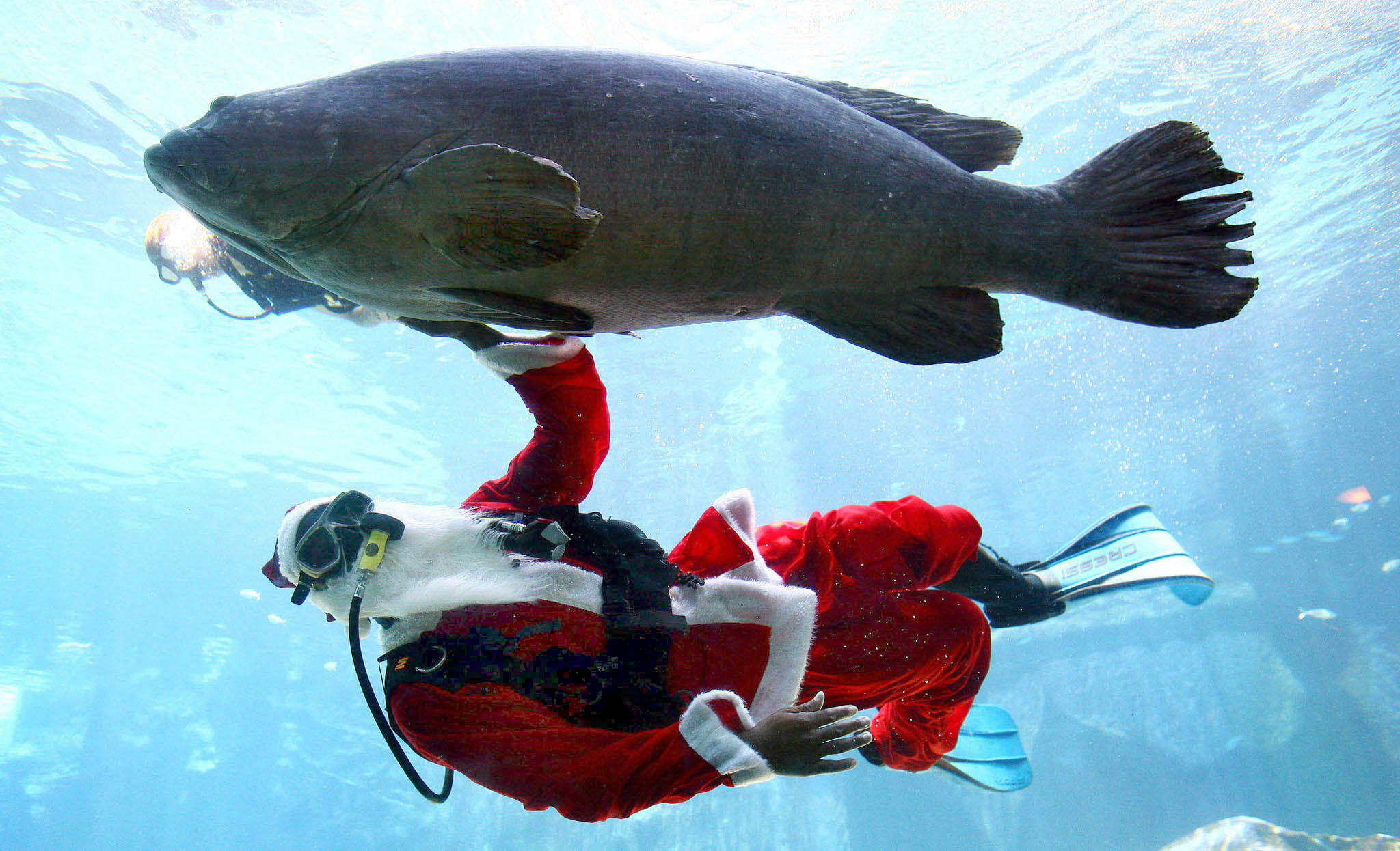 Diver Jery Ntombela swims in a Santa Claus costume under a massive fish
