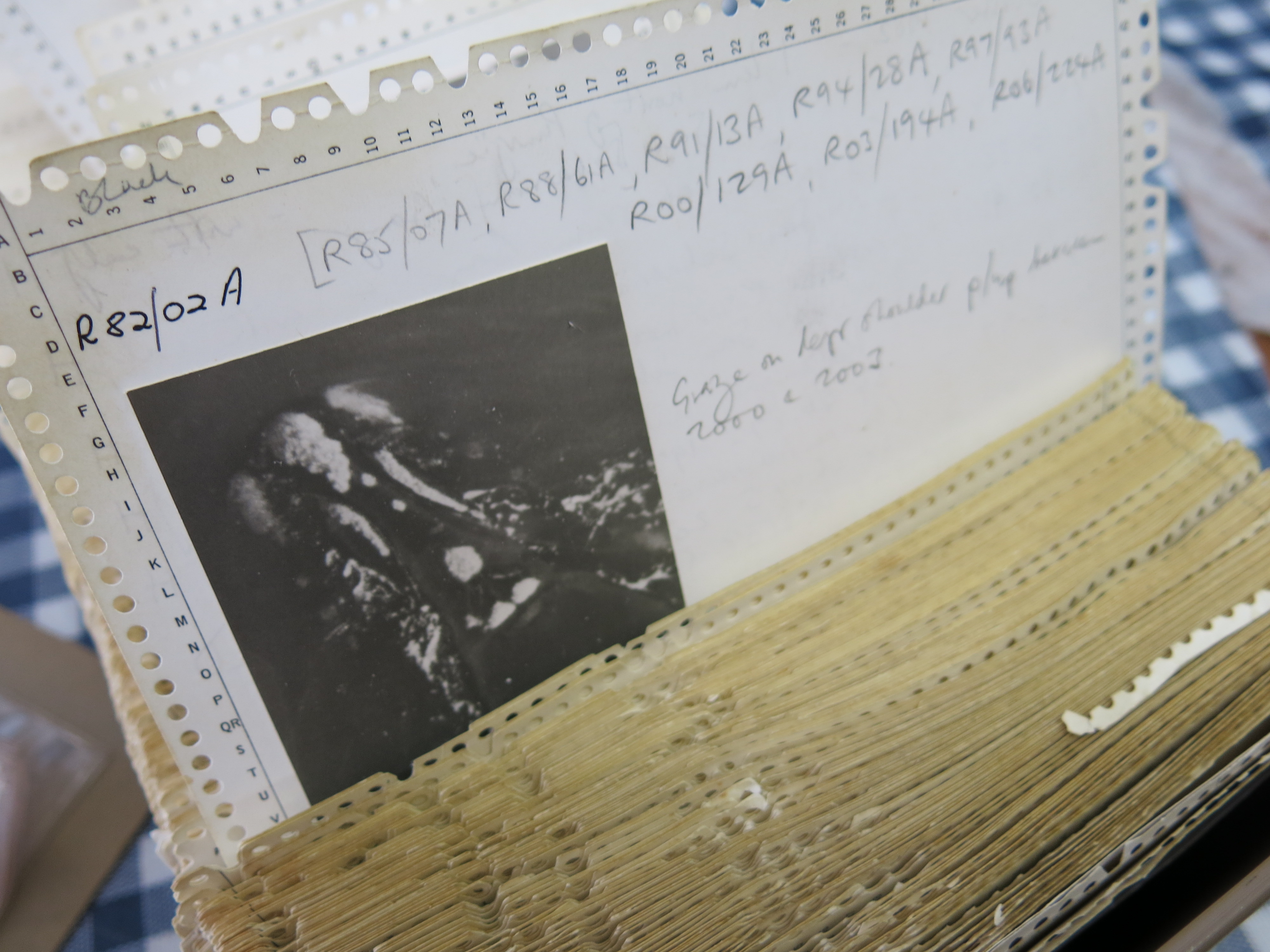 The photo ID survey, which has been completed every year since 1979, has generated one of the world’s most comprehensive datasets for marine mammals.