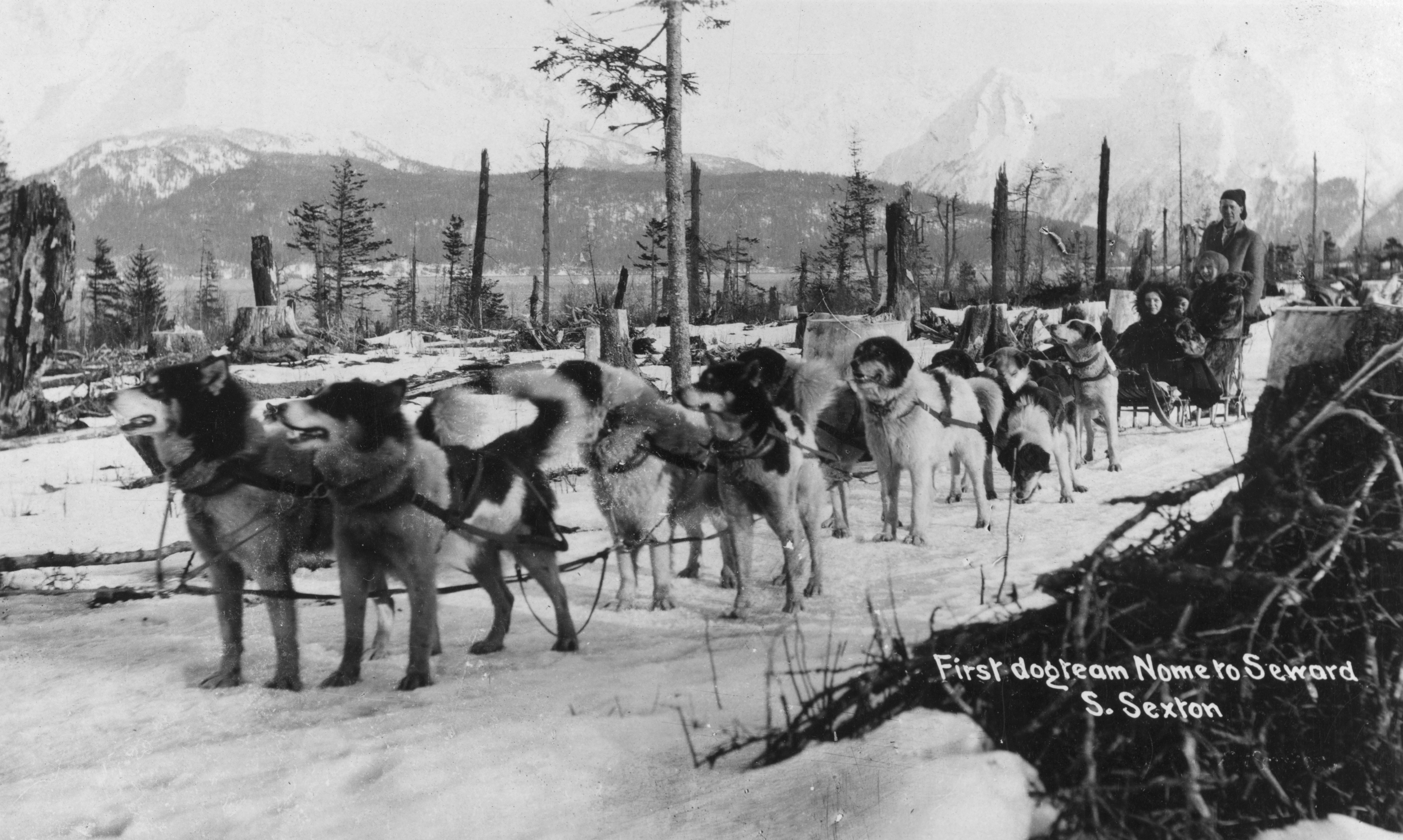 Alaska dogs