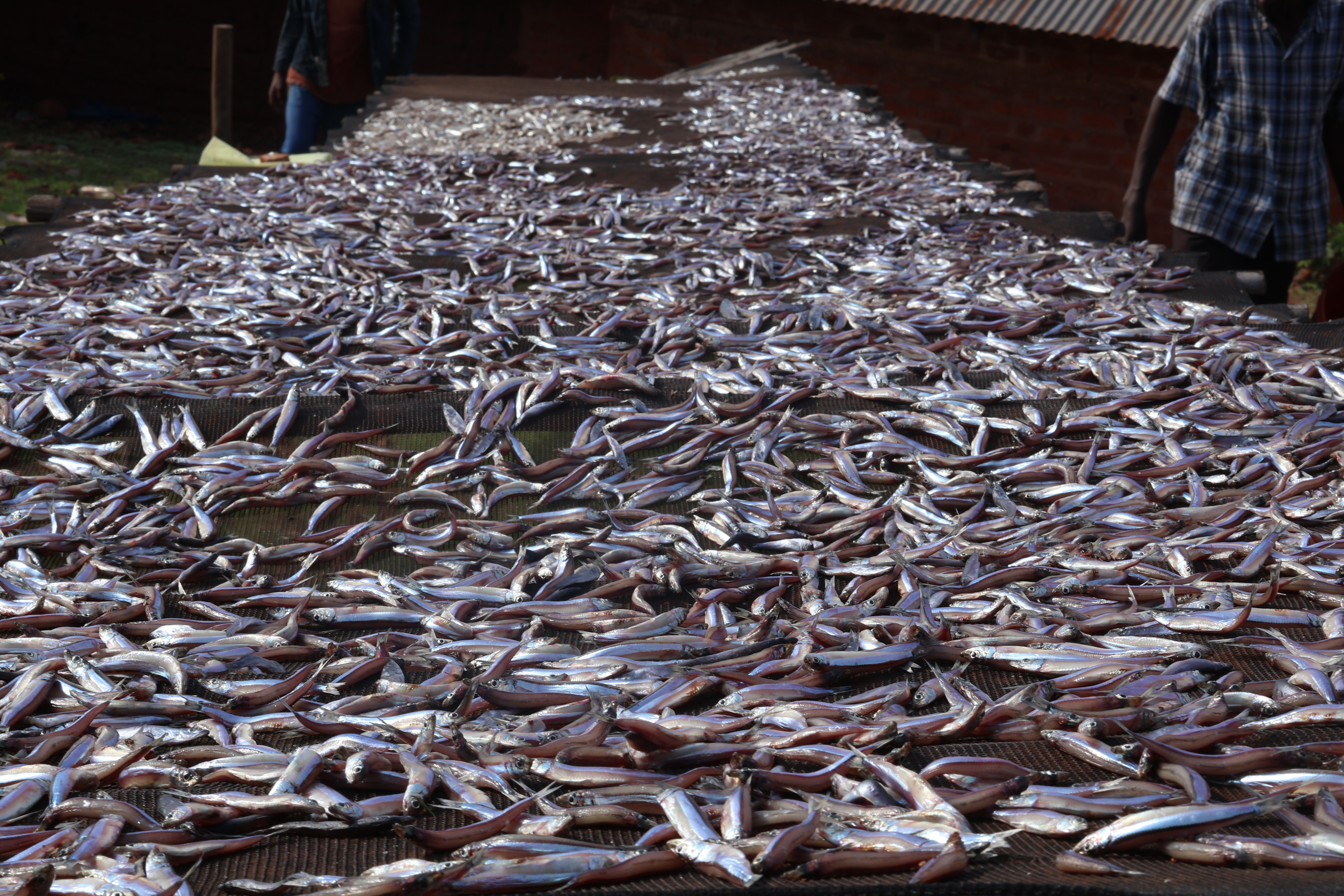 Lake Tanganyika fishers
