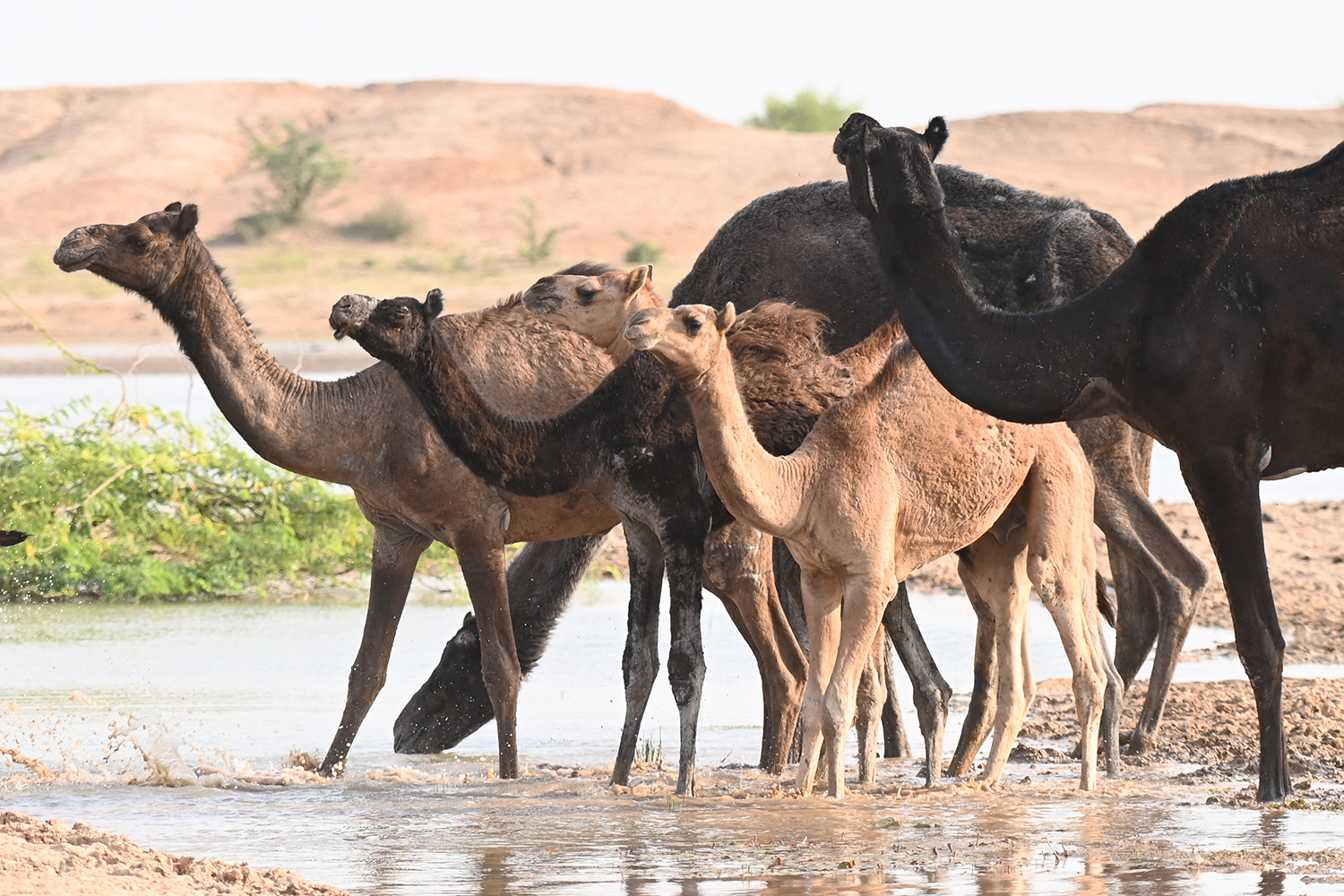 The dark and light brown camels stand together in water in Pokhran. Called khadeen, the waterbody is a lifeline for both people and animals in the area