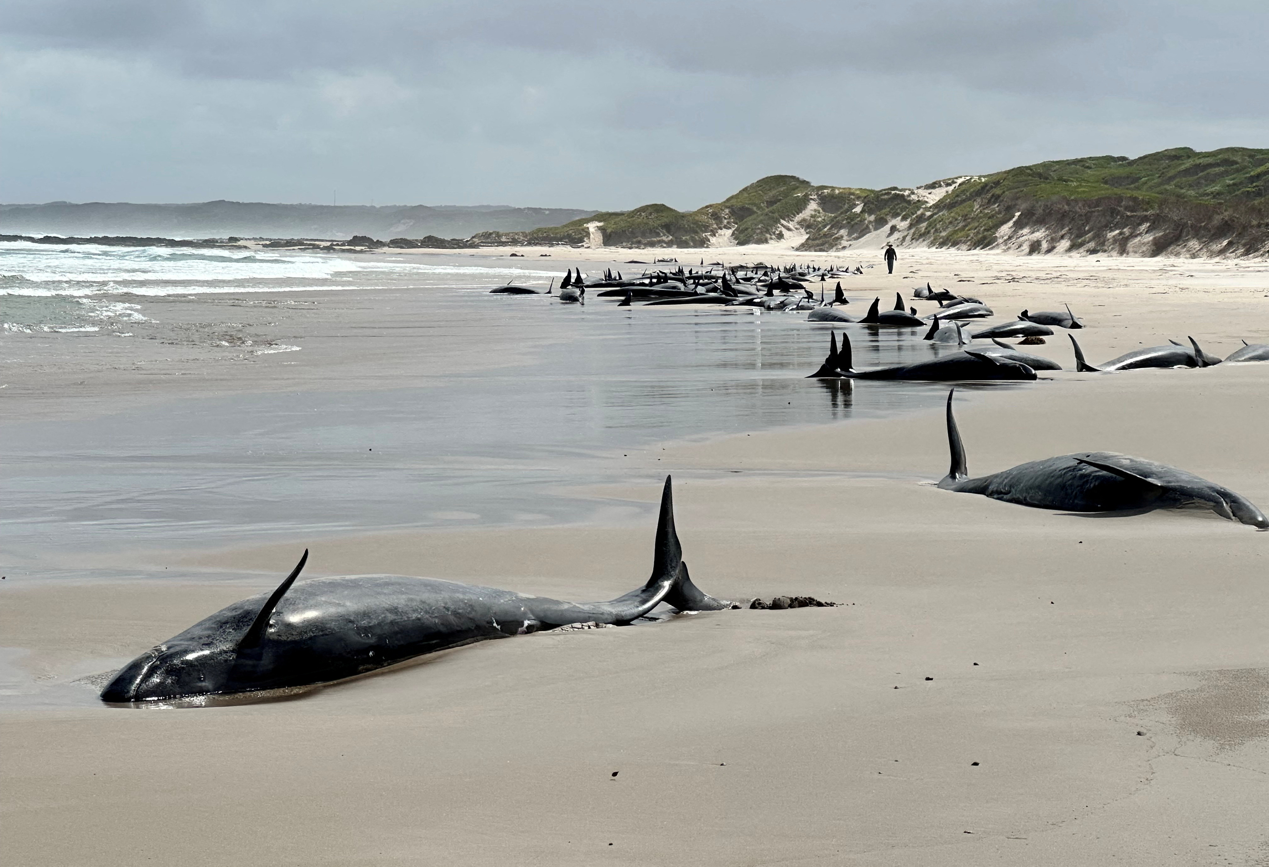Whales are stranded near Arthur River on Tasmania's west coast, Australia, in this picture obtained on February 19, 2025. AAP/Supplied by Department of Natural Resources and Environment Tasmania via REUTERS ATTENTION EDITORS - THIS IMAGE WAS PROVIDED BY A THIRD PARTY. NO RESALES. NO ARCHIVE. AUSTRALIA OUT. NEW ZEALAND OUT. NO COMMERCIAL OR EDITORIAL SALES IN NEW ZEALAND. NO COMMERCIAL OR EDITORIAL SALES IN AUSTRALIA.