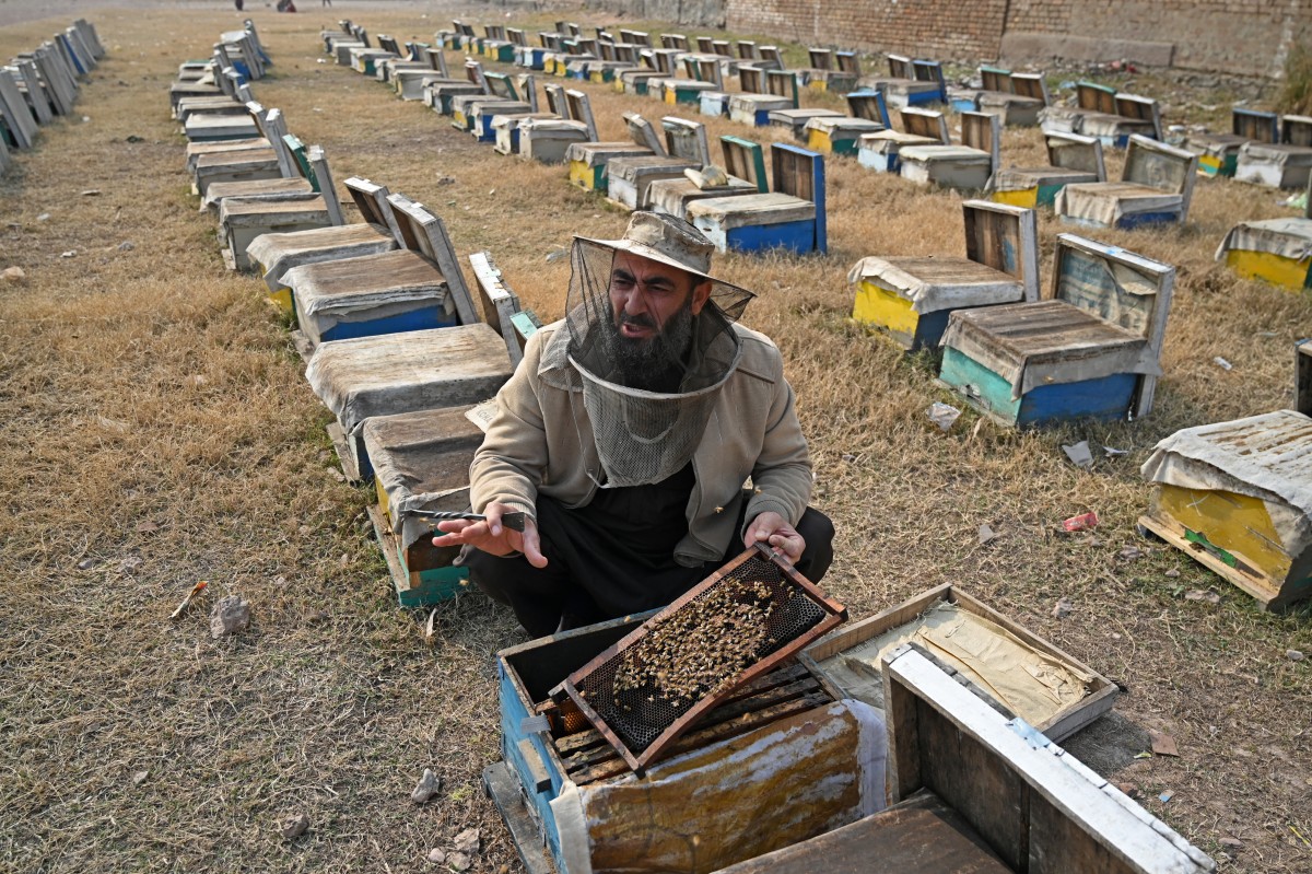 Pakistan beekeepers widen pursuit of flowers