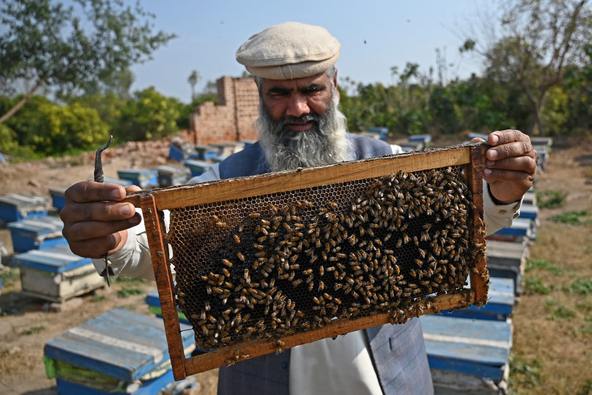 Pakistan beekeepers widen pursuit of flowers