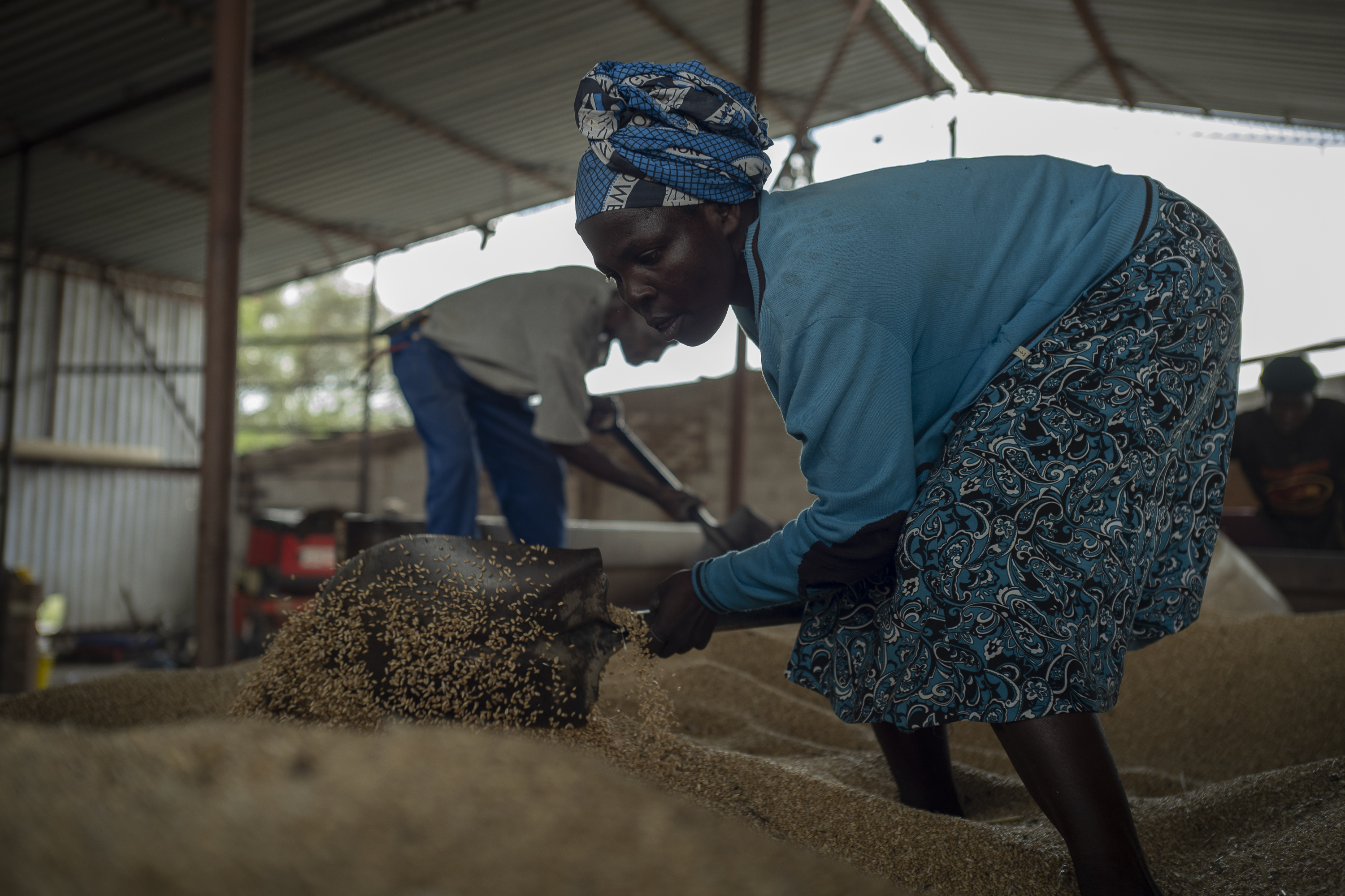 Zimbabwe Expects A Record Wheat Harvest Yield For 2022