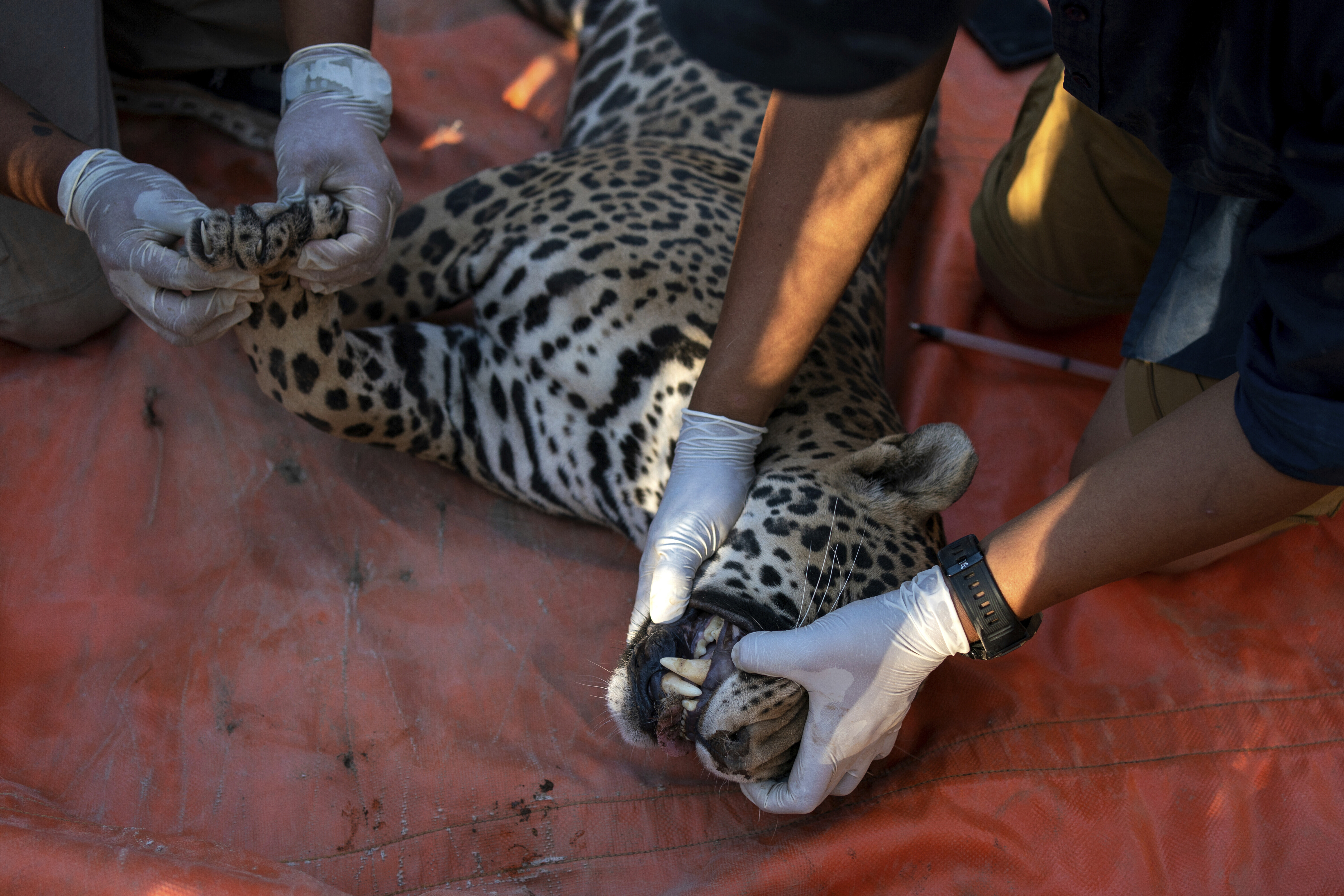 Mexico Violence Animals Refuge