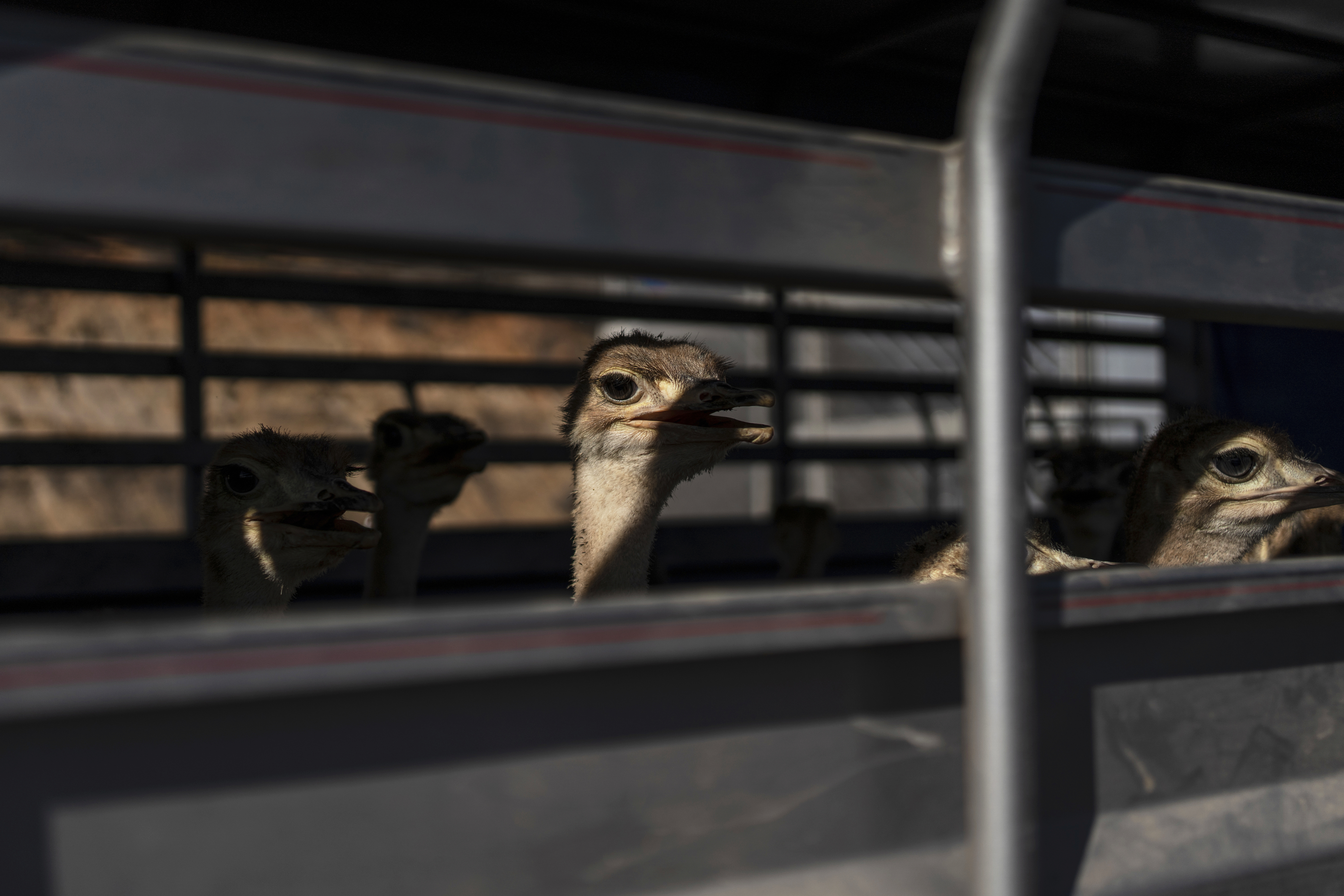 Mexico Violence Animals Refuge