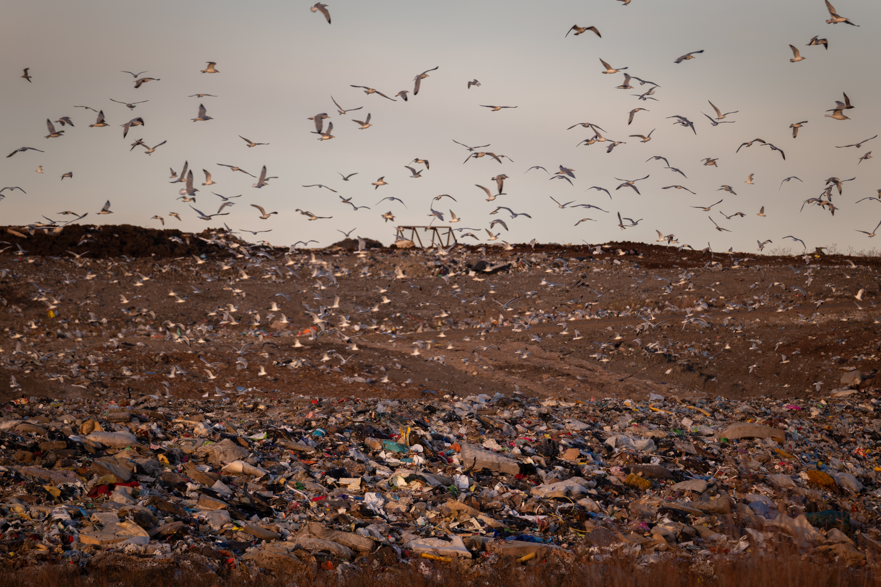 Birds fly over a landfill where rubbish covers the ground