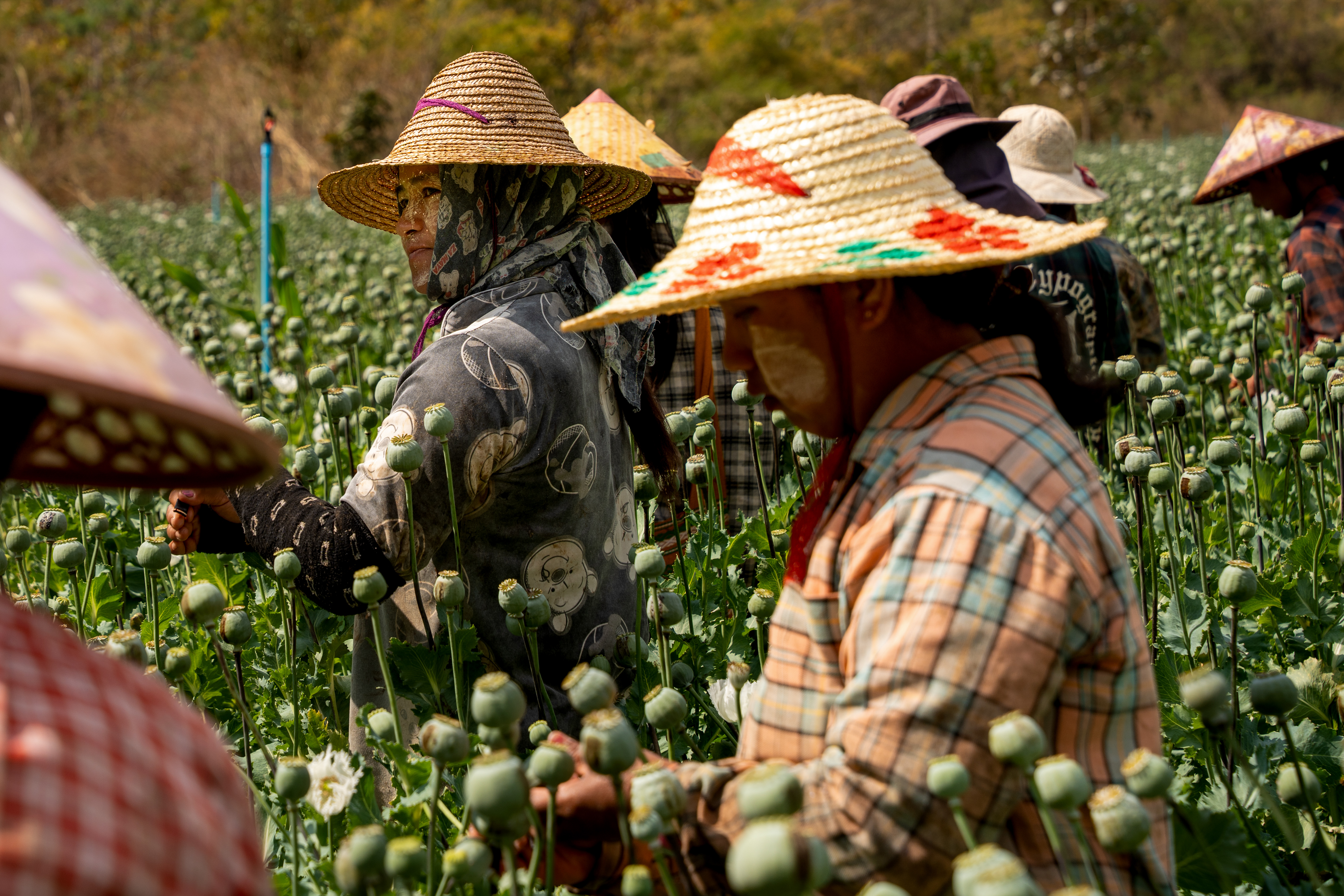 Women shield themselves from the sun with scarves and straw hats as they harvest opium poppies in southern Shan State [Fabio Polese/Al Jazeera]