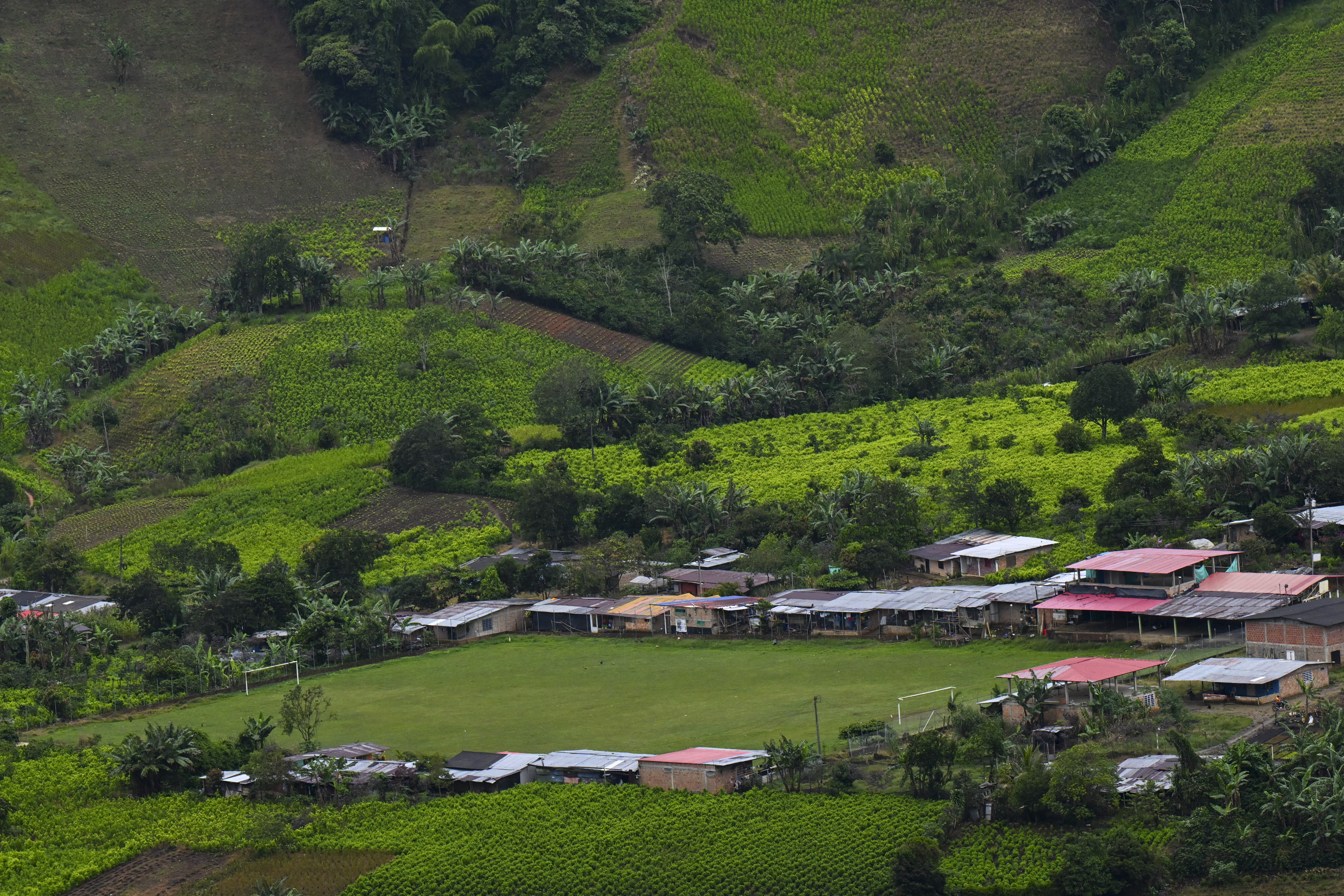 Aiming a blow at narcos, Colombia pays farmers to uproot coca