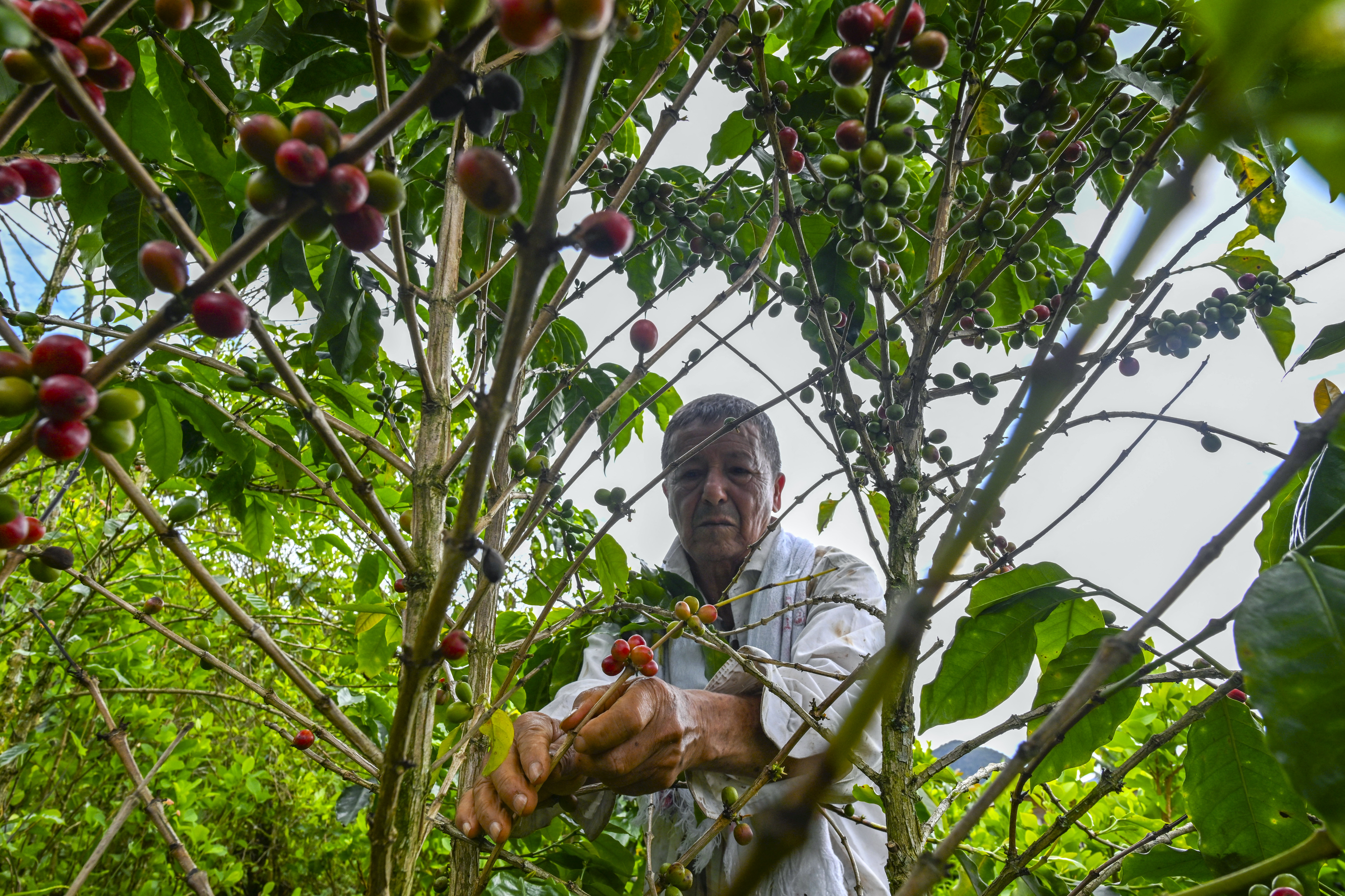 Aiming a blow at narcos, Colombia pays farmers to uproot coca